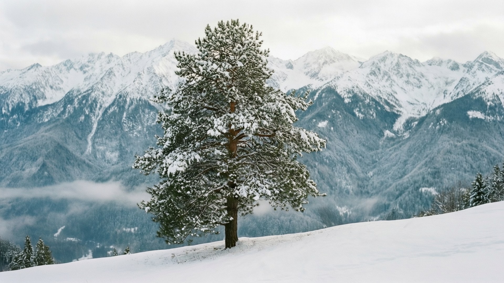 山坡上一棵孤獨的松樹覆蓋著雪，背後有雪山和霧。