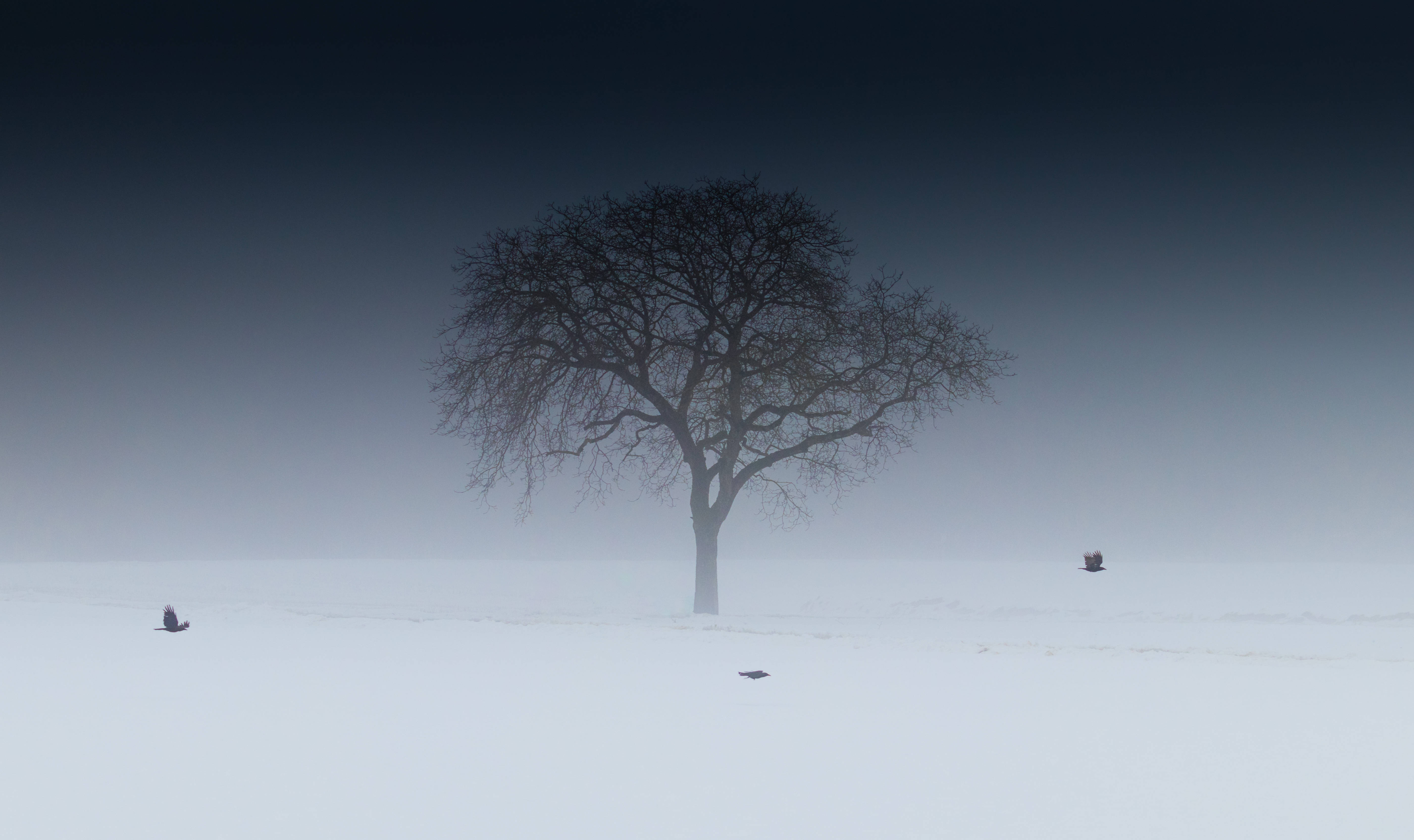 孤樹冬季桌面 壁紙 — 一棵孤獨的禿樹矗立在廣闊的雪地上，天空呈深色漸變，遠處有鳥和人的剪影。