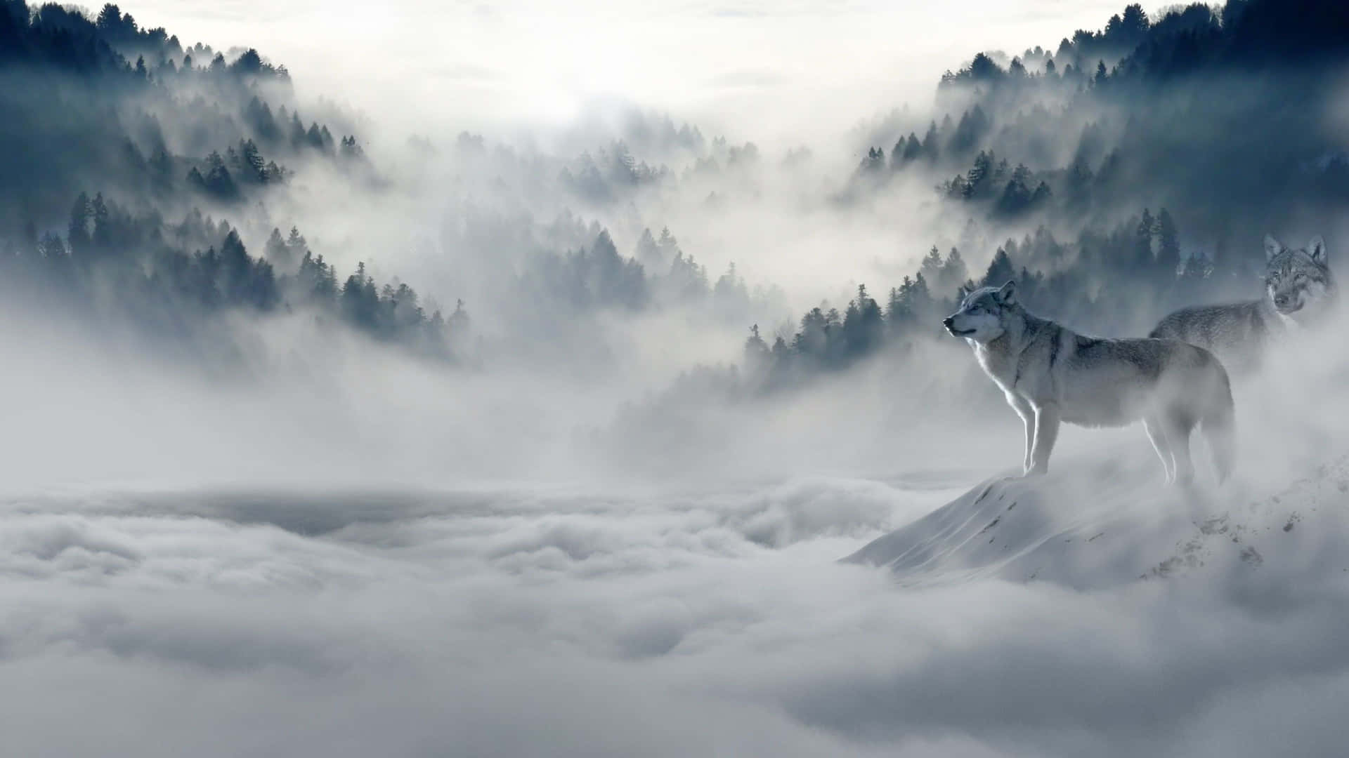 兩隻狼在白雪覆蓋的山峰上，位於雲海之上。