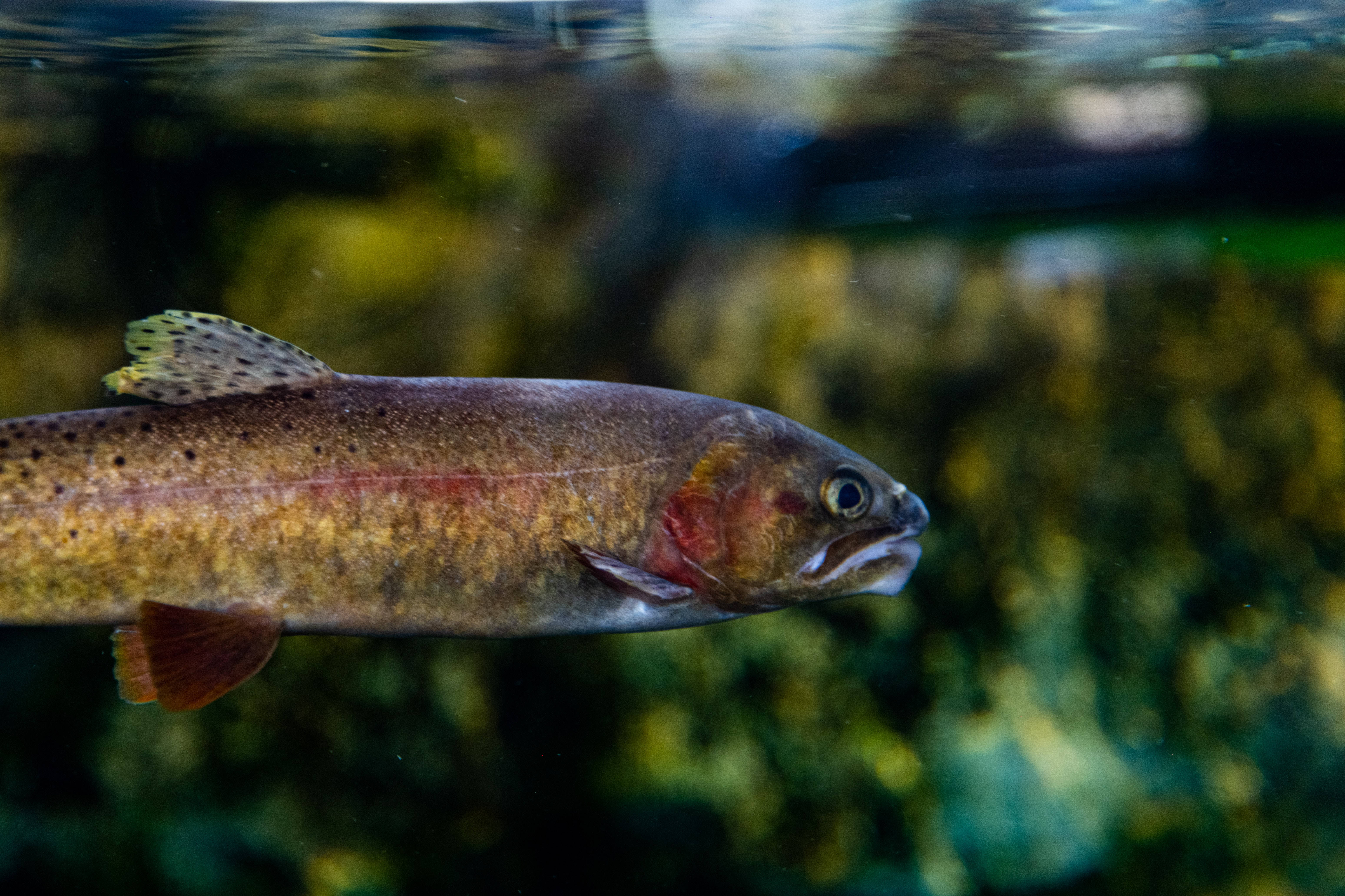 孤獨_cod魚 壁紙 — 一條虹鱒在清澈的水中優雅地滑行，背景是模糊的綠色森林。