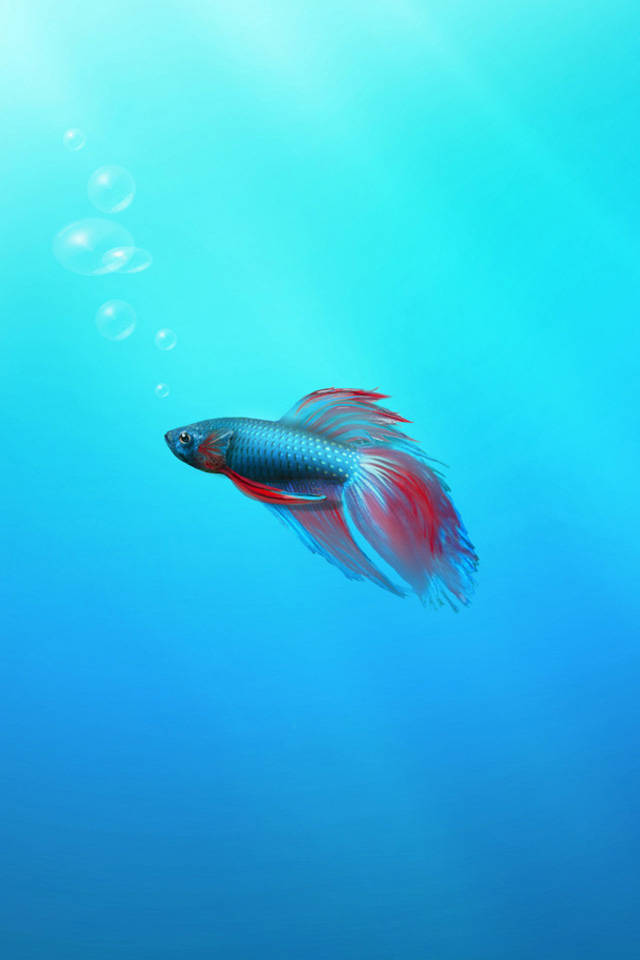 孤獨暹羅鬥魚 iPhone 壁紙 — 一條色彩鮮豔的鬥魚，擁有流動的紅色和藍色魚鰭，在清澈的藍綠色水中優雅地游動，伴隨著上升的氣泡。