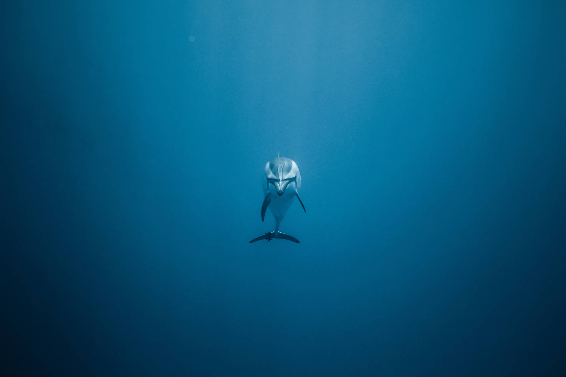 一隻海豚在清澈的藍色海水中向上游，陽光從上方過濾下來。