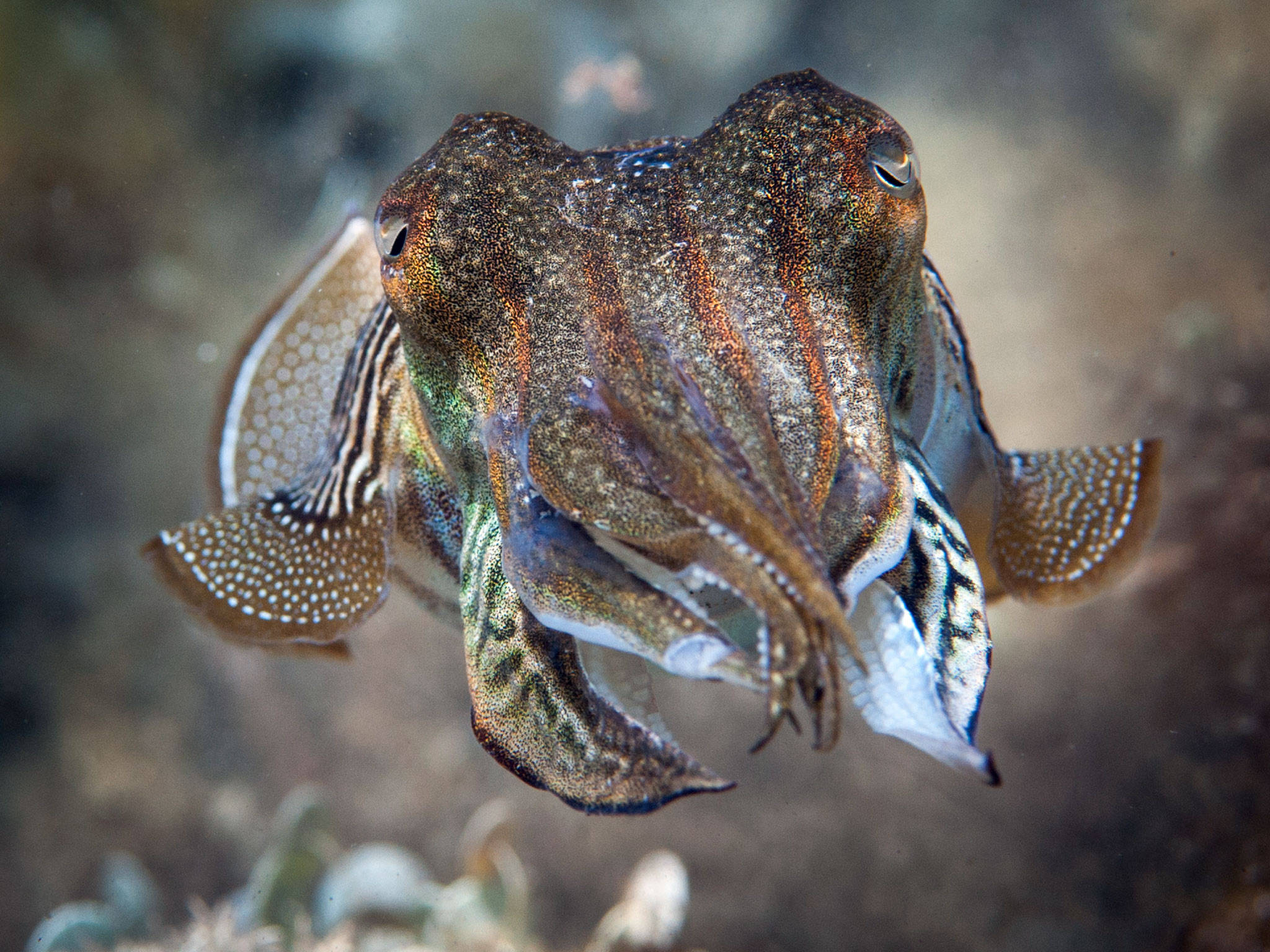 孤獨游弋的法老章魚 壁紙 — 墨魚嘅特寫，帶有複雜嘅圖案同紋理皮膚，喺渾濁嘅水下水中游緊。