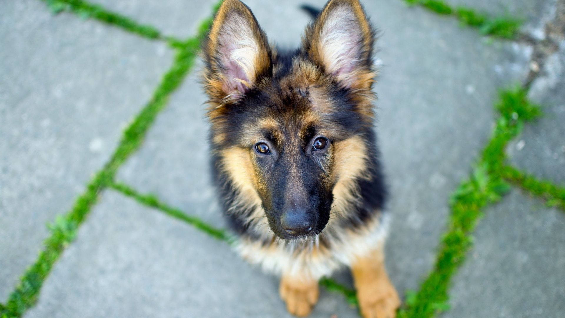 孤獨的德國牧羊犬幼犬 壁紙 — 一隻好奇的德國牧羊犬幼犬從佈滿綠色苔蘚的石徑上抬起頭，用明亮的眼睛向上看。
