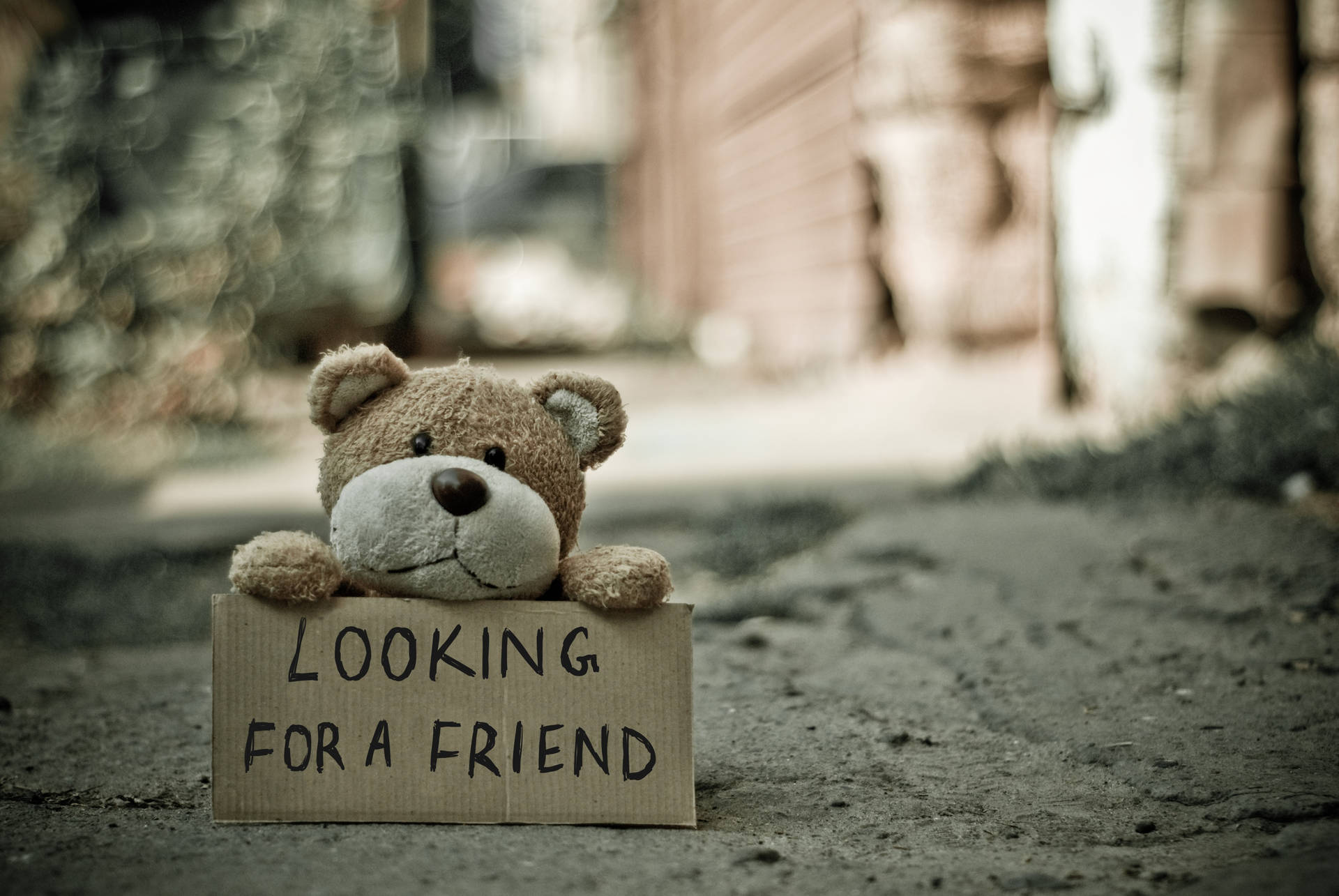 一隻孤獨嘅泰迪熊喺行人路上舉住一塊寫住「Looking for a friend」嘅標誌。