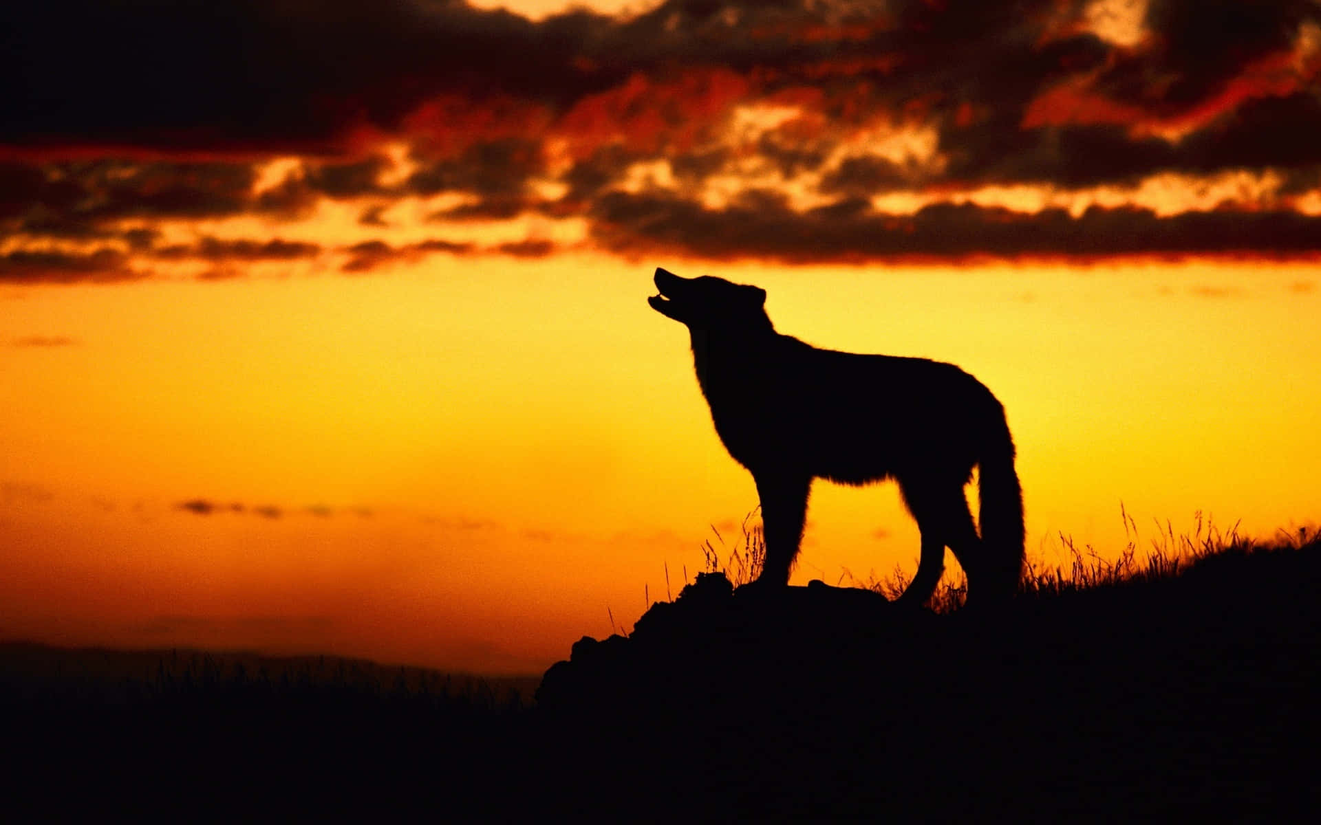 Wolf Silhouette 桌布 壁紙 — 孤獨的狼剪影在山丘上嚎叫，背景是火紅橙色的日落天空。