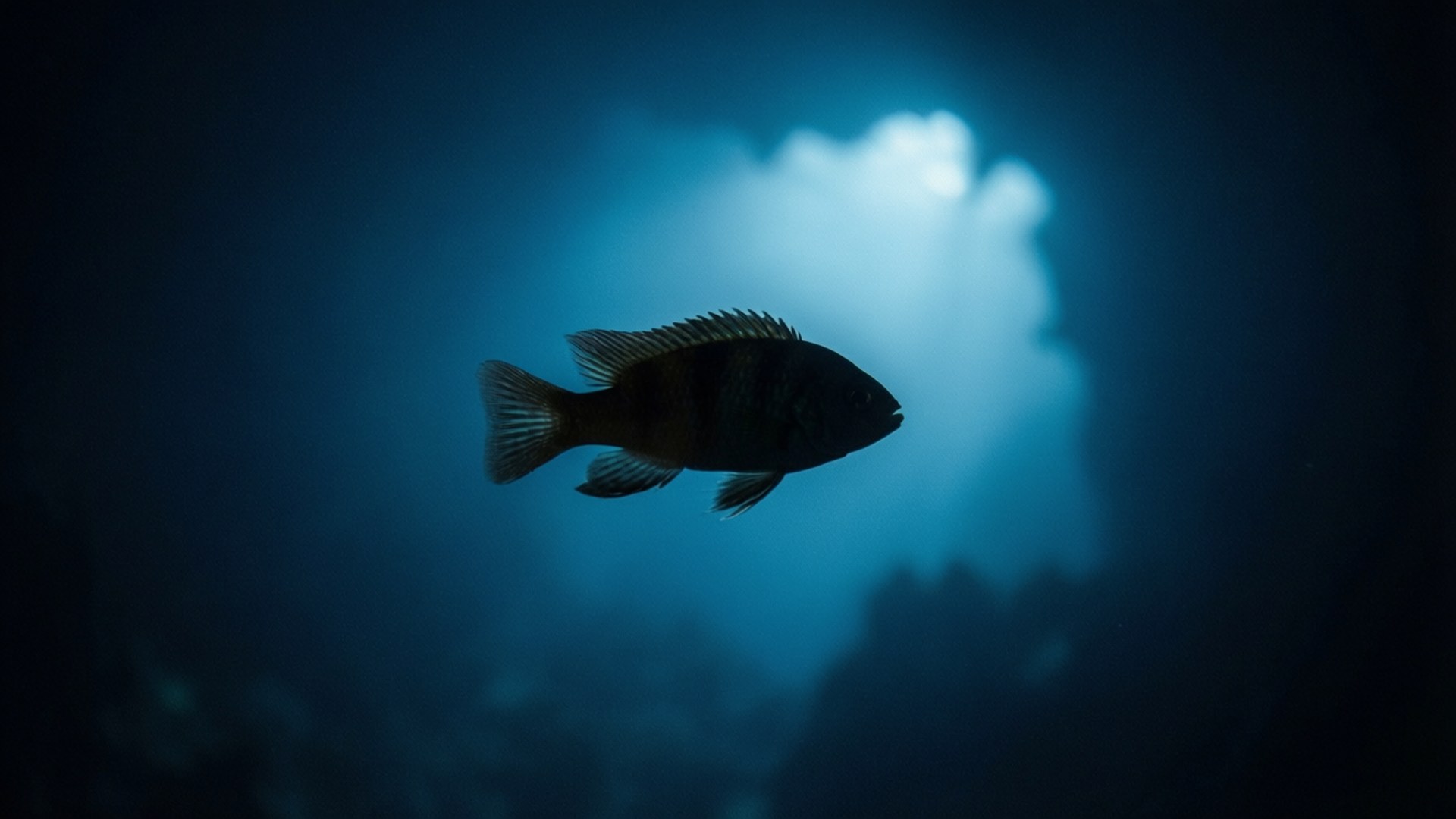 孤獨的錨魚 壁紙 — 一條剪影魚穿過深藍色海水，游向從上方射入的明亮陽光。