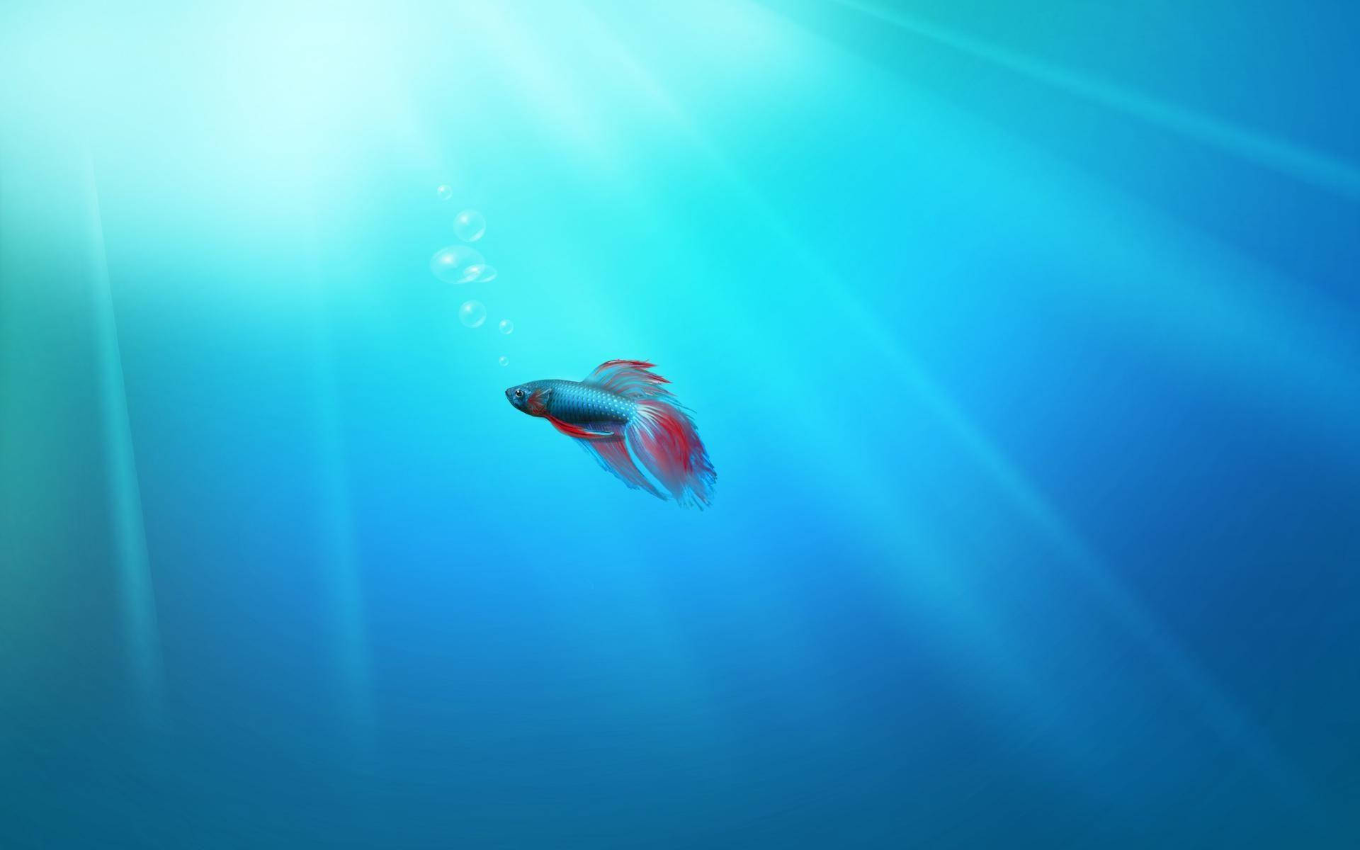 一條色彩繽紛的鬥魚在清澈的藍色水中滑行，伴隨著陽光和氣泡。