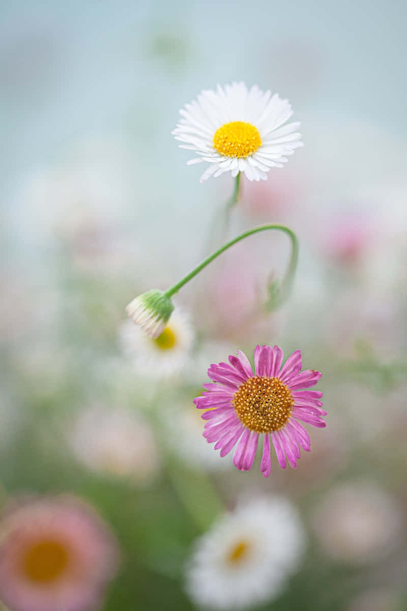 兩朵雛菊，一朵粉紅一朵白色，帶有黃色花心，在一片柔焦的花田中