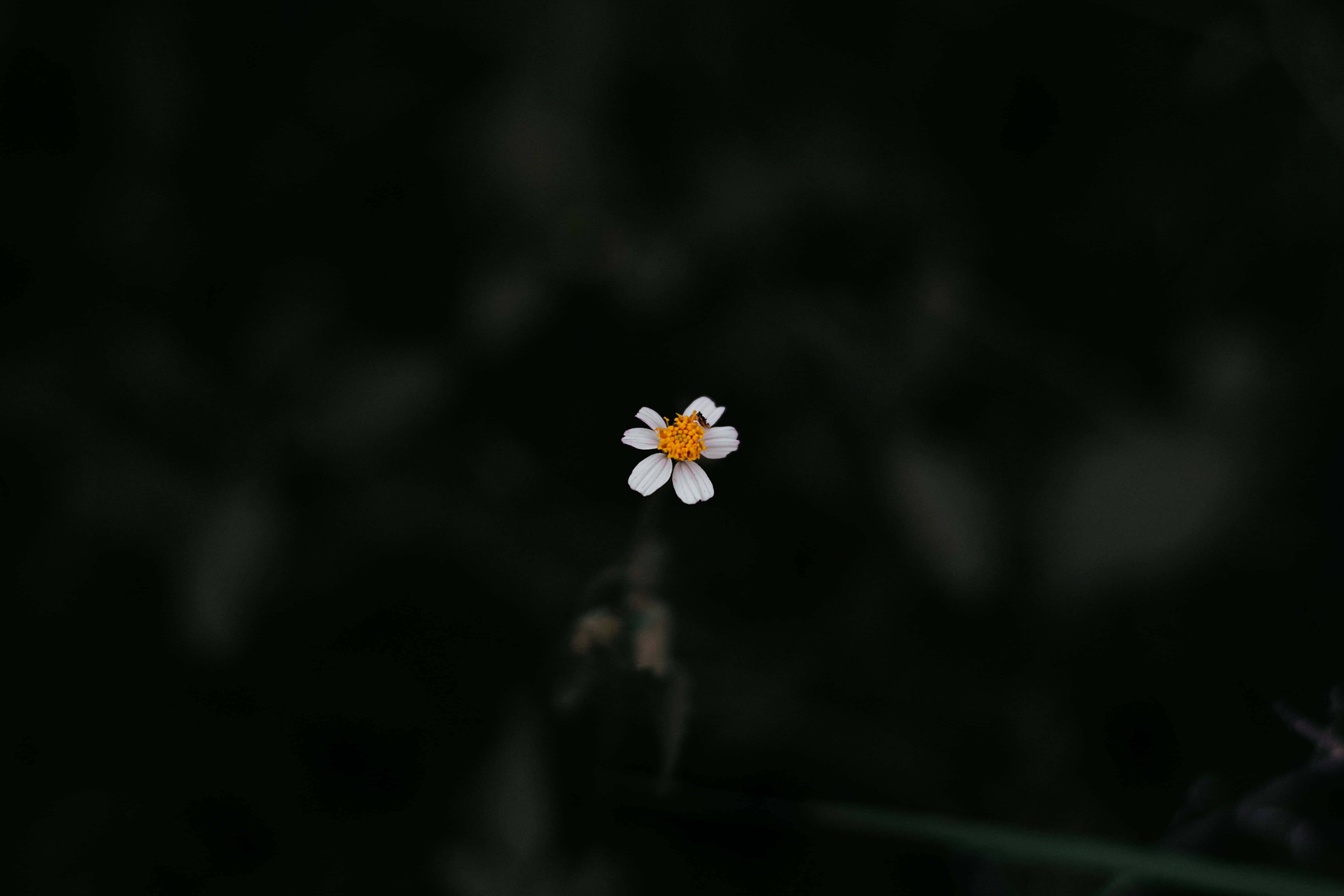 孤獨雛菊美學電腦 壁紙