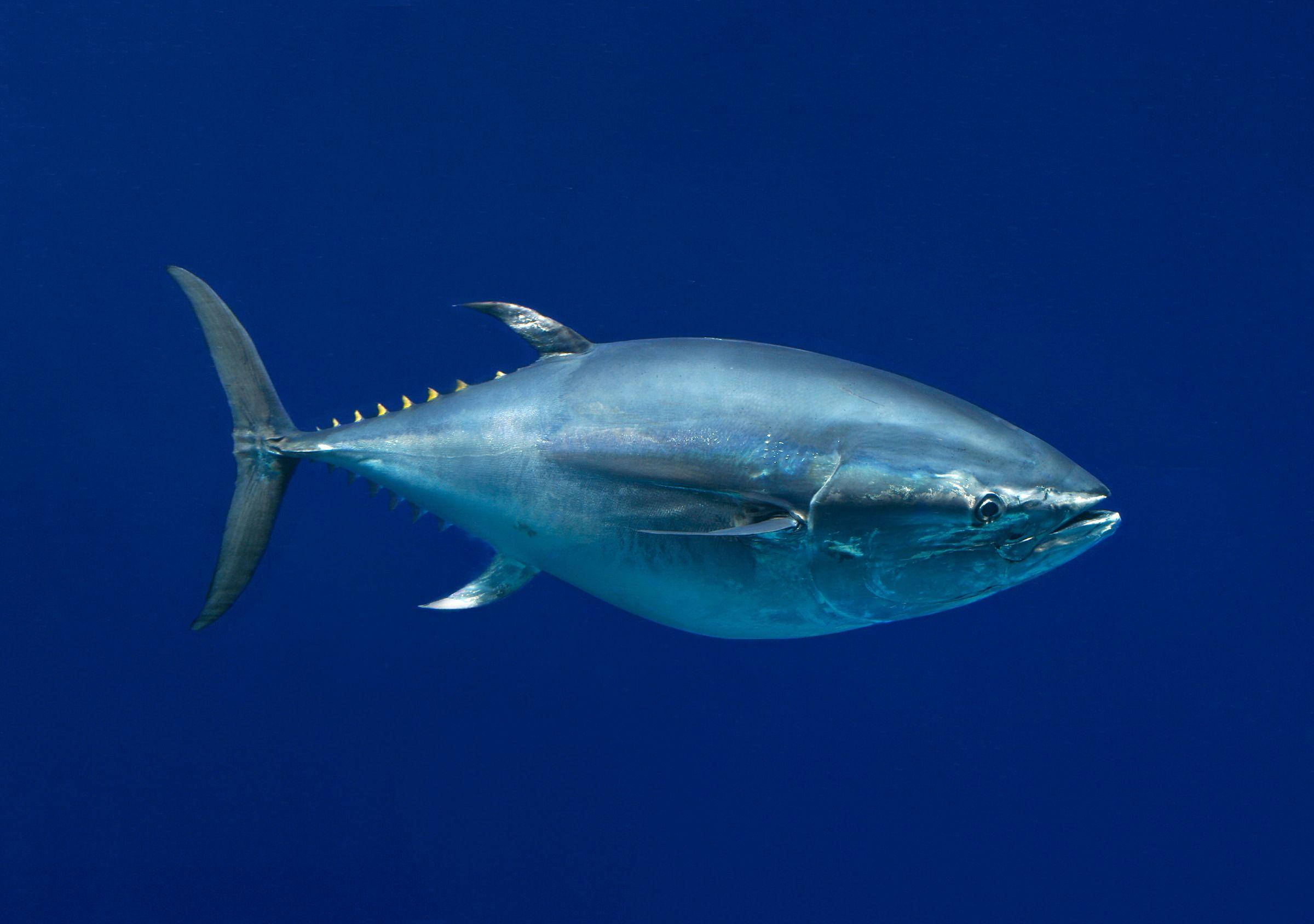 孤獨鰺魚 壁紙 — 一條流線型的藍鰭吞拿魚在深藍海洋中滑行，金屬銀色的鱗片捕捉光線。