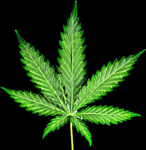孤立大麻葉背景