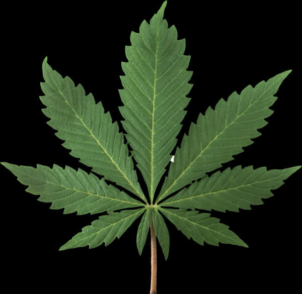 孤立於黑色背景的透明大麻葉PNG