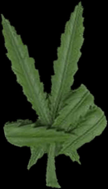 孤立的綠色大麻葉