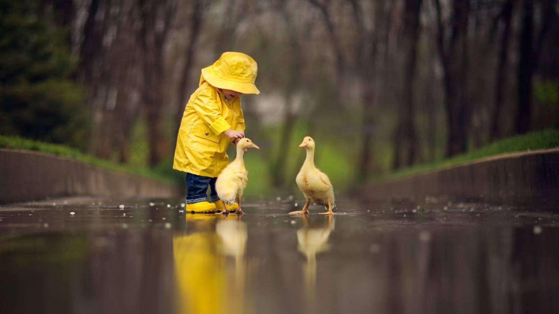 孩子與小鴨 壁紙 — 一個穿著亮黃色雨衣的小孩在潮濕的森林小徑上輕輕撫摸一隻小鴨，另一隻小鴨在附近觀看。