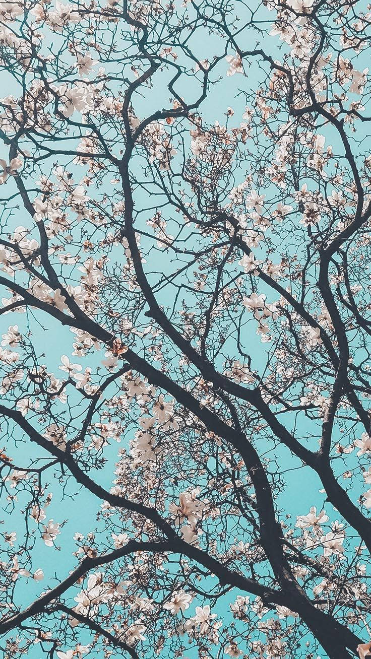 學院風櫻花樹 壁紙 — 嬌嫩的白花在深色樹枝上盛開，映襯著充滿活力的藍綠色天空，呈現春日樹景。