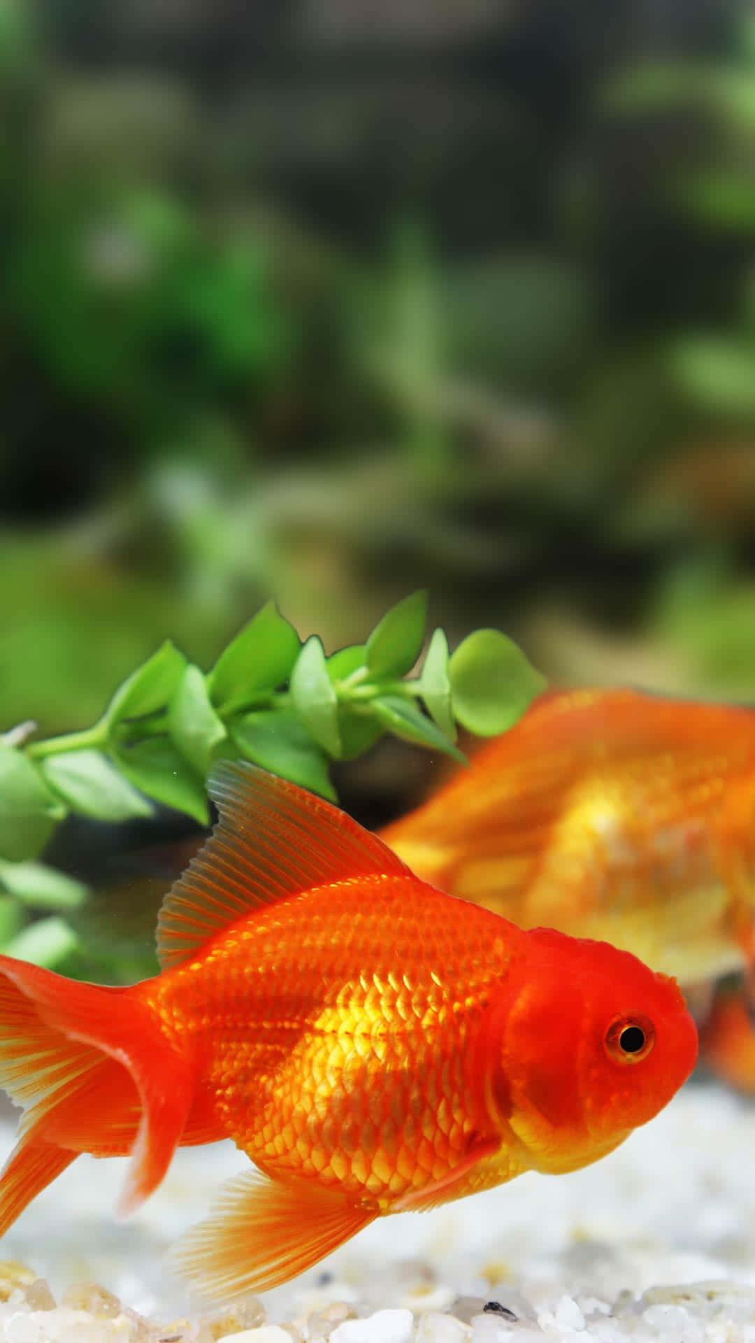 一條明亮的橙色金魚在清澈的水族箱中靠近綠色植物游動。
