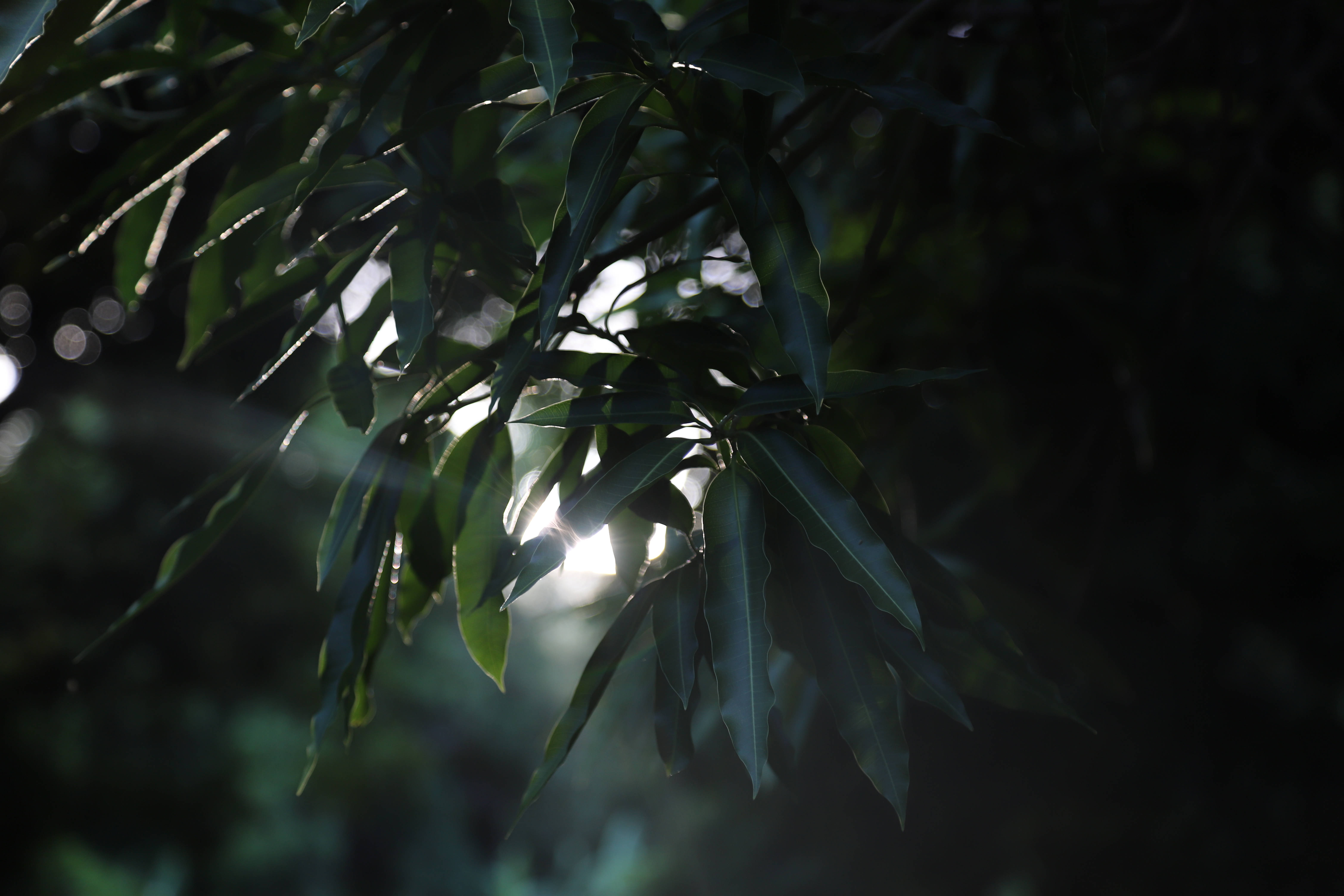 安提瓜和巴布達綠葉 壁紙 — 陽光穿過茂密的綠葉，在黑暗的森林中營造出柔和發光的背光效果。