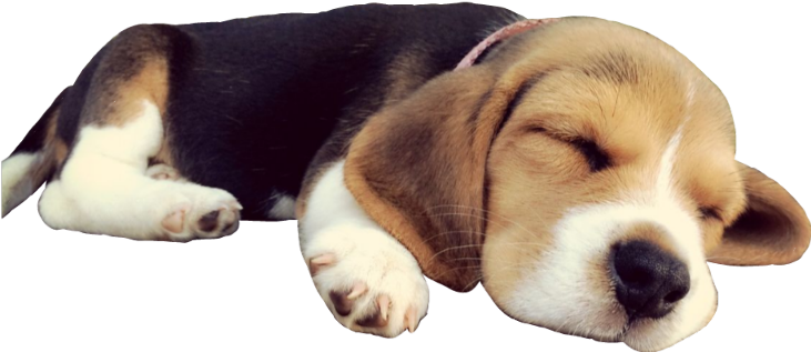 安睡的比格犬幼犬 壁紙 — 一隻睏倦的三色比格犬幼犬在純黑背景下閉著眼睛平靜地休息。