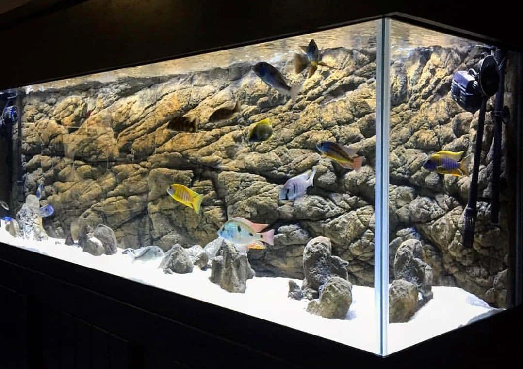 色彩鮮豔的魚在白色沙底的岩石水族箱中游動。