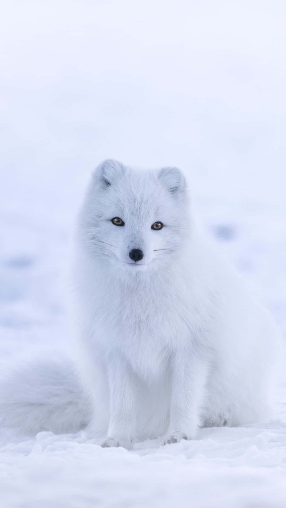 白色北極狐坐在雪中向前看