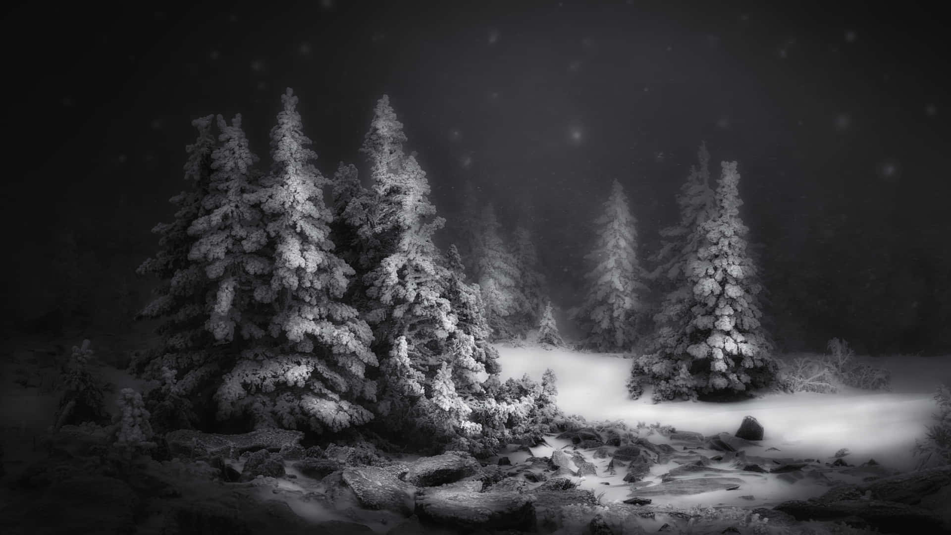 在繁星點點的夜空下，冬季森林中積雪的松樹。