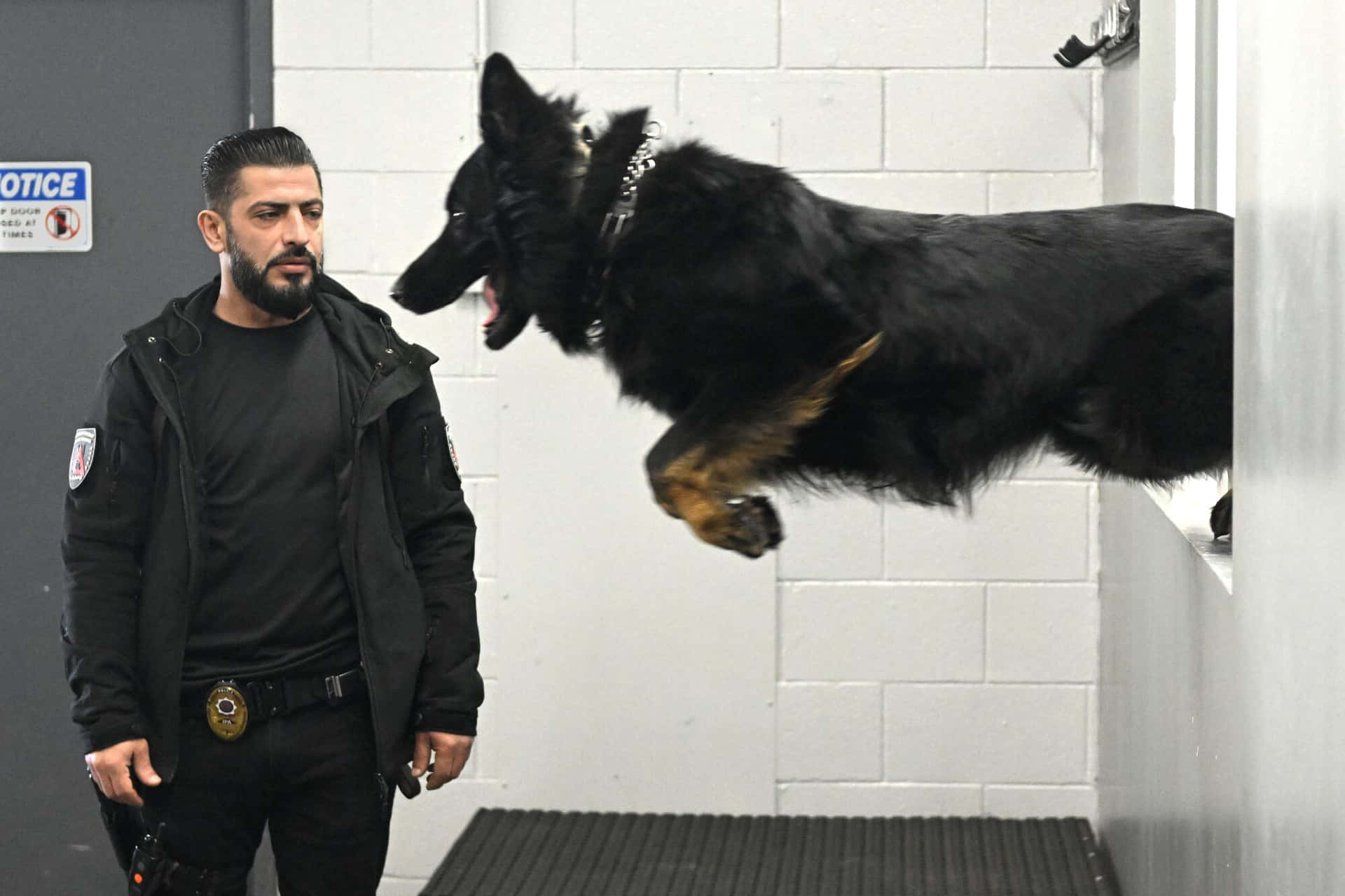 警察觀察訓練中跳躍的警犬。