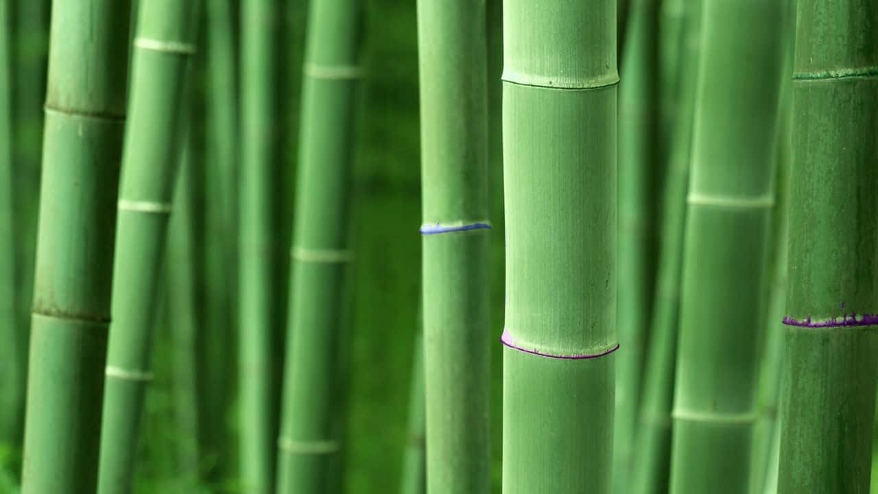 森林中帶有紫色竹節的高大綠色竹莖特寫。