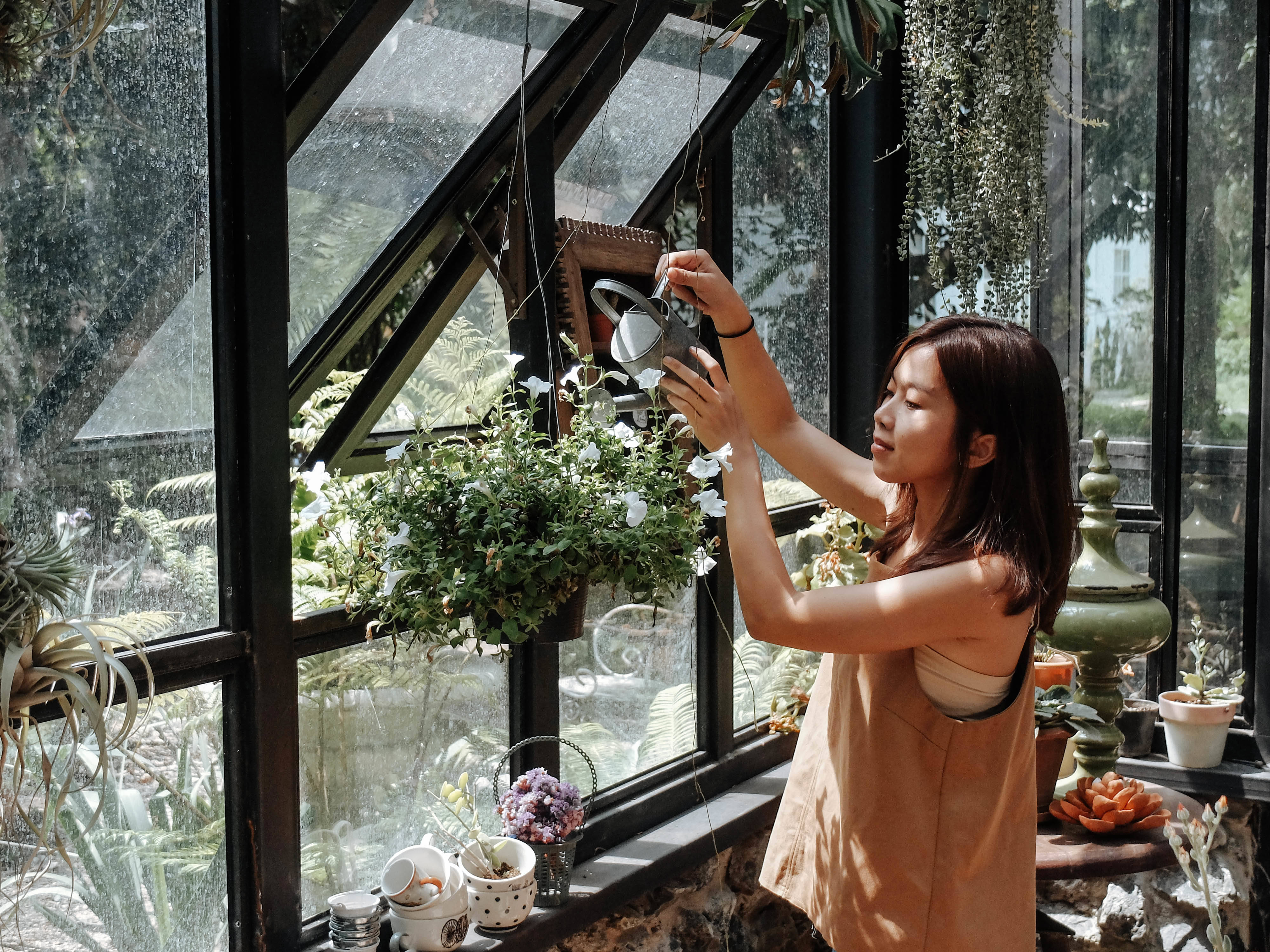 室內玻璃花園 壁紙 — 一位女士在溫室中，在明亮的自然光下，用復古風格的水壺輕輕地給懸掛植物澆水。