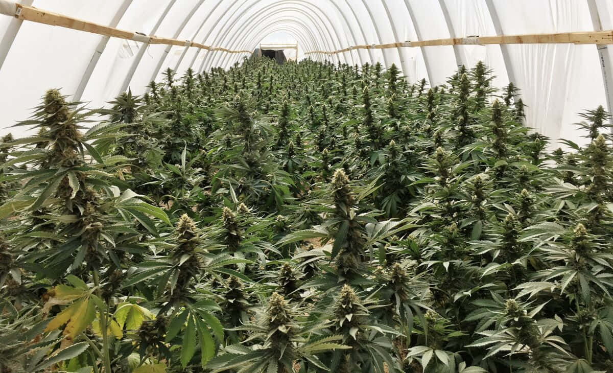 白色拱形溫室中的成熟大麻植物行列。