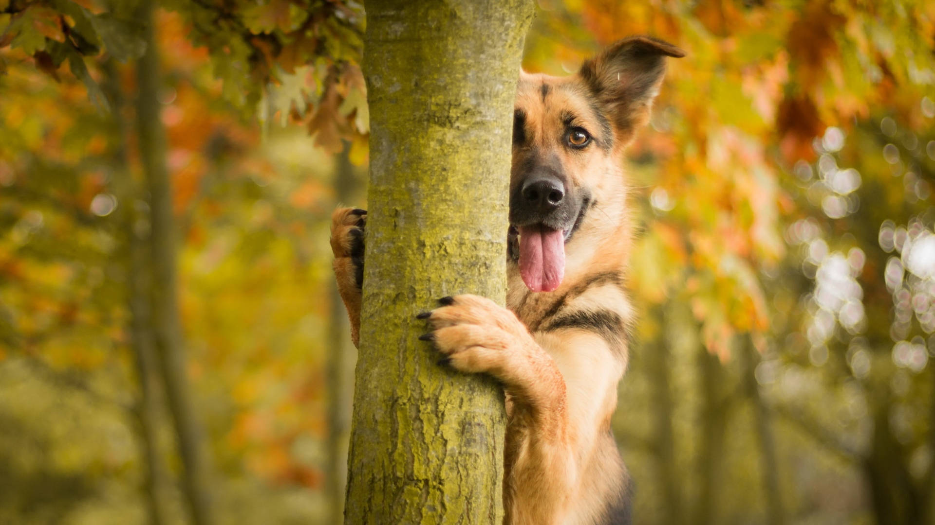 害羞的德國牧羊犬 壁紙 — 一隻頑皮的德國牧羊犬幼犬在充滿活力的秋日森林中，好奇地從樹幹後面探出頭來。