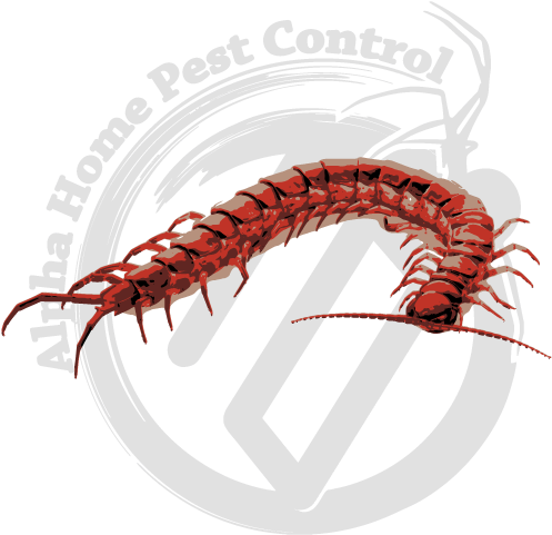 害蟲防治蜈蚣標誌 壁紙 — Alpha Home Pest Control 的醒目紅色蜈蚣標誌，置於深灰色圓形徽章上，帶有風格化的昆蟲輪廓。