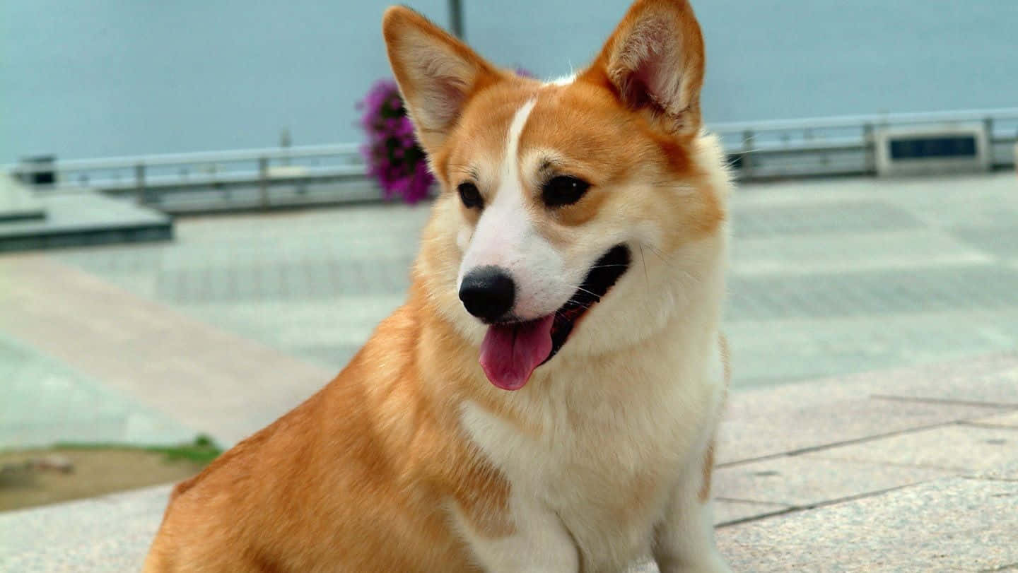 一隻微笑的哥基犬坐在石頭廣場上，伸出舌頭。