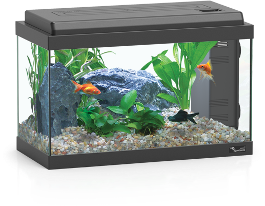 家庭水族箱與魚與植物 壁紙 — 一個時尚的黑色水族箱，裡面裝滿了礫石、綠色植物、一塊灰色岩石和兩條優雅游動的金魚。