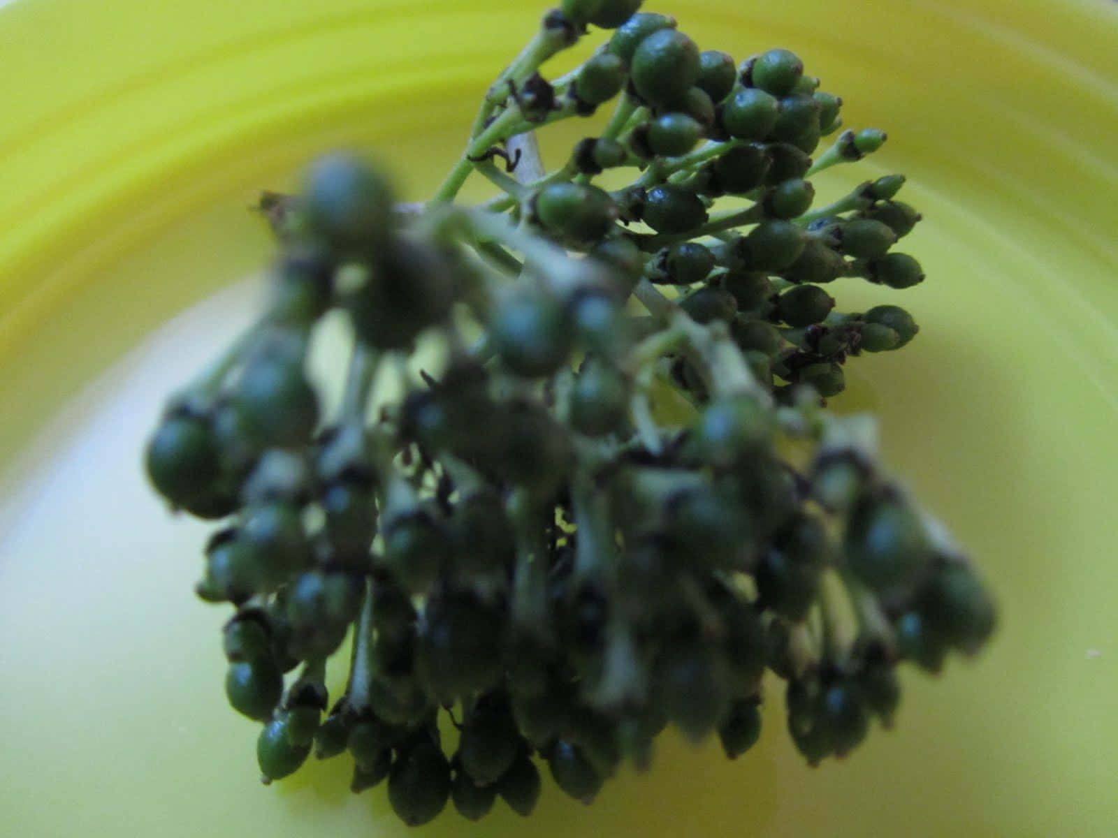 一簇綠色漿果放在黃色碗中，背景柔和模糊。