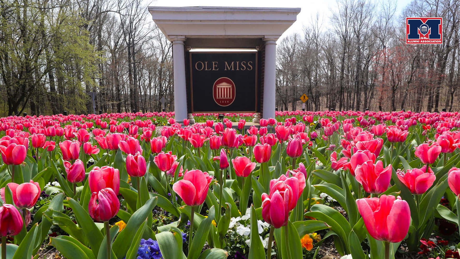 在大學拱門前盛開的粉紅色鬱金香，帶有 Ole Miss 標誌。