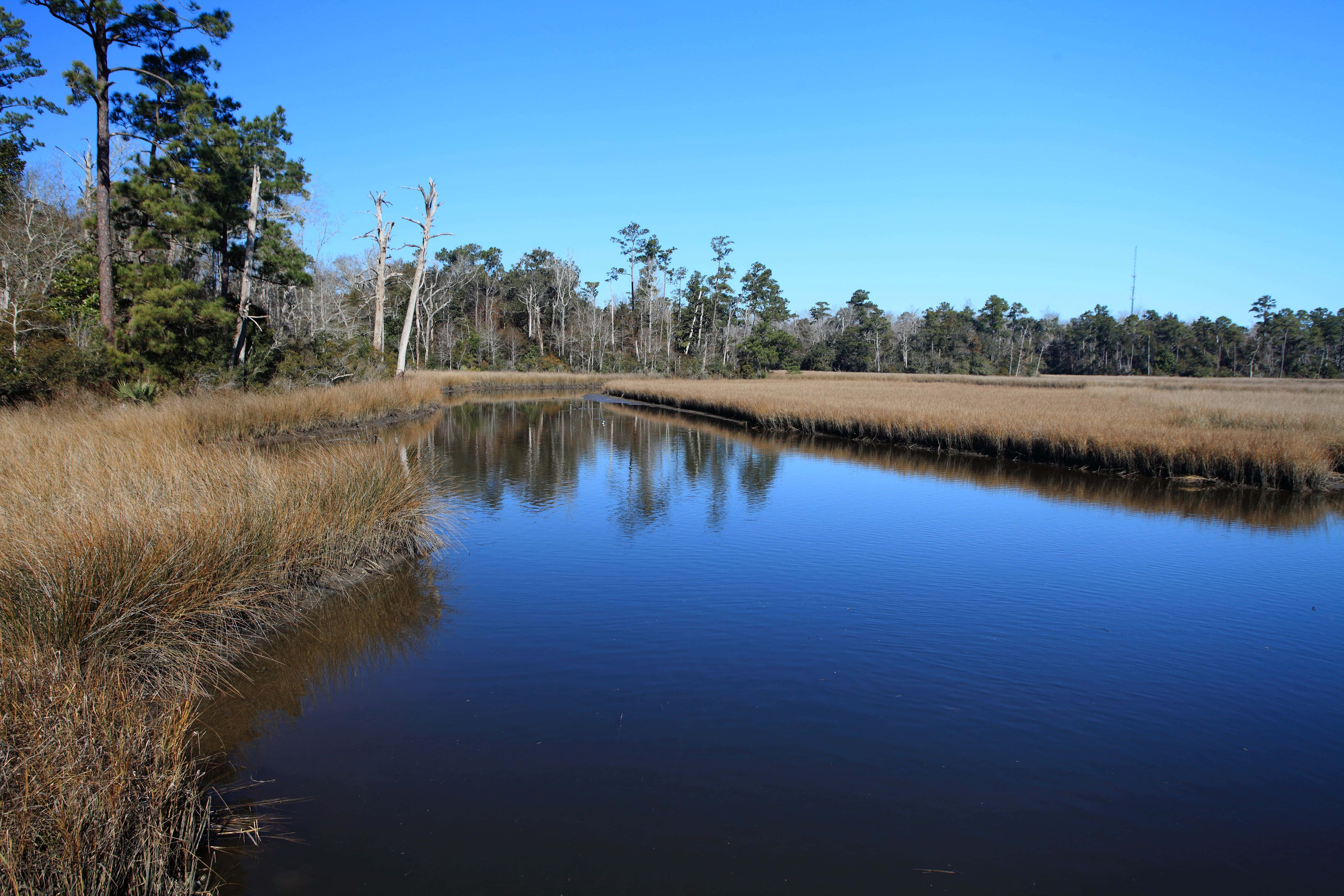 密西西比州Marsh Lake 壁紙 — 一條寧靜的水道蜿蜒穿過金色的沼澤草叢，在清澈的藍天下，高大的樹木排列在兩岸。