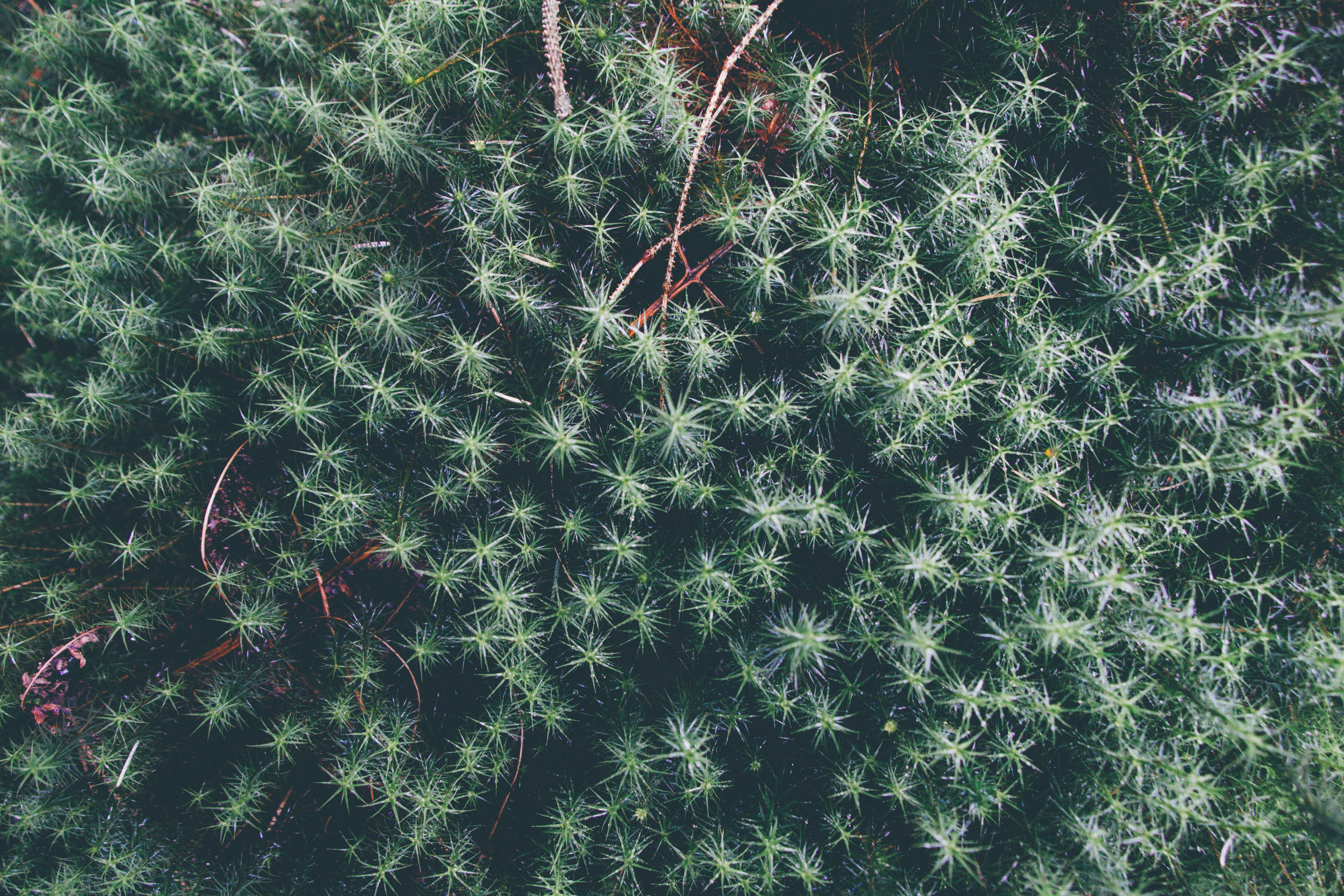 植物 桌布 壁紙 — 密集嘅俯視圖，顯示鮮綠色苔蘚帶有星形尖端同散落嘅啡色樹枝。