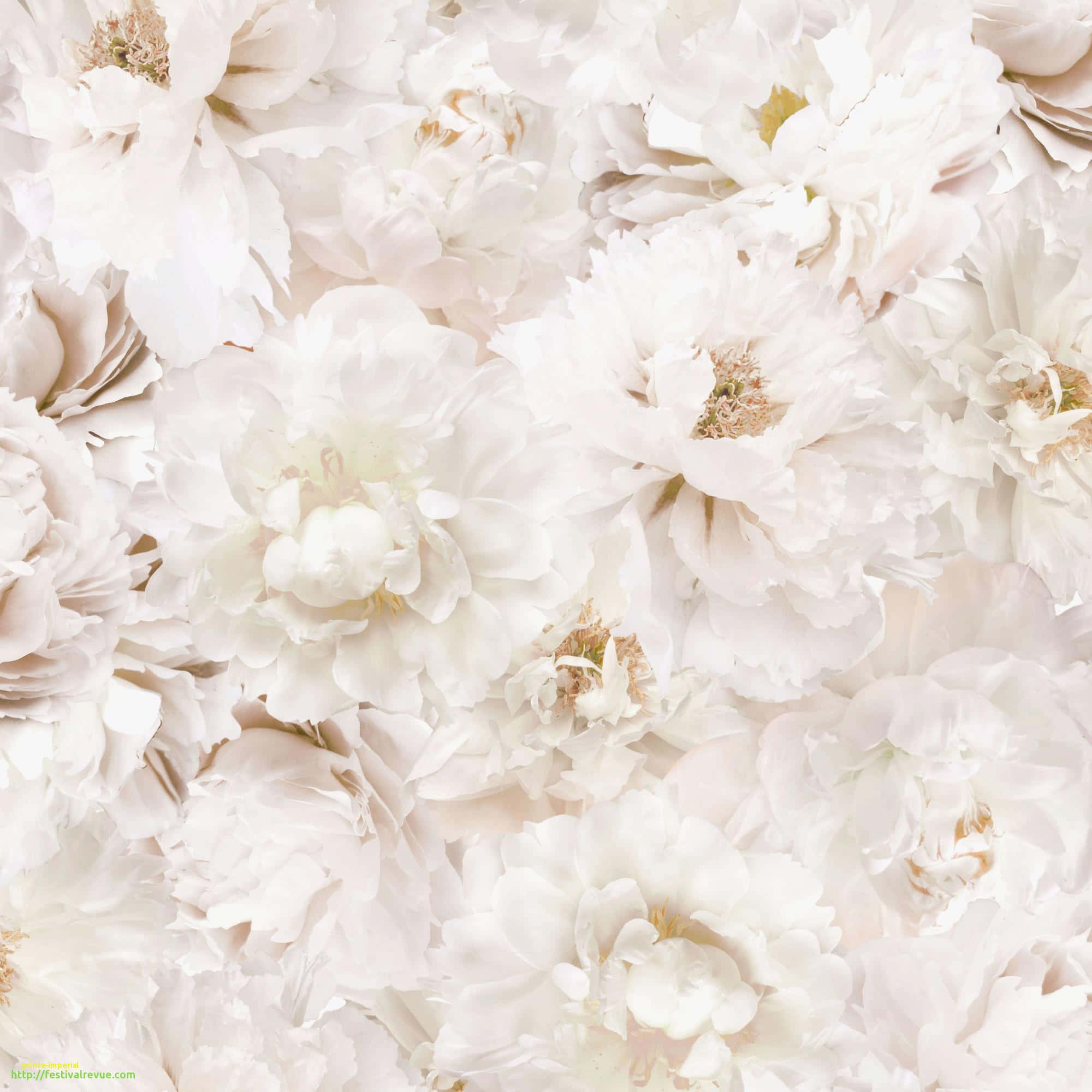 White Flowers 桌布 壁紙 — 密集嘅柔軟白色牡丹圖案，帶有精緻嘅層層花瓣同微妙嘅米色花心。