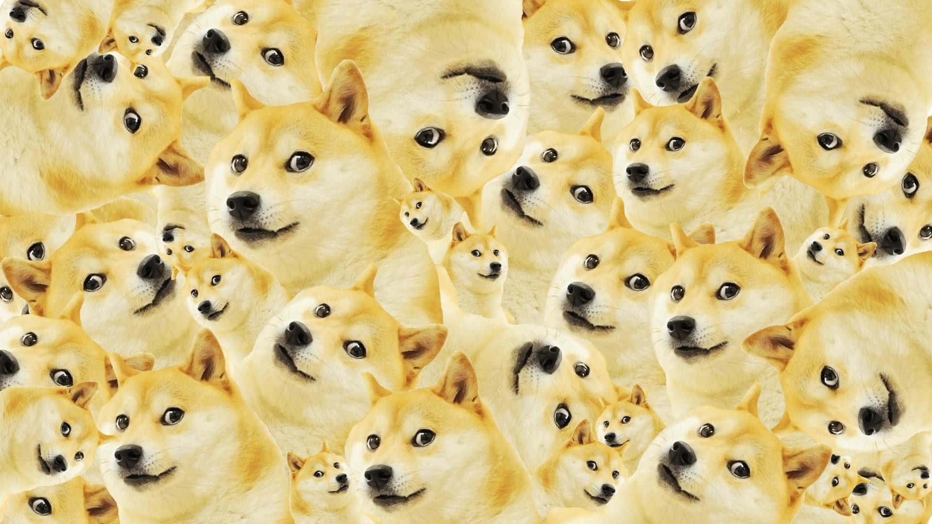 Cute Animal Memes 桌布 壁紙 — 密集嘅柴犬狗臉拼貼，表情多變，色調溫暖金黃。