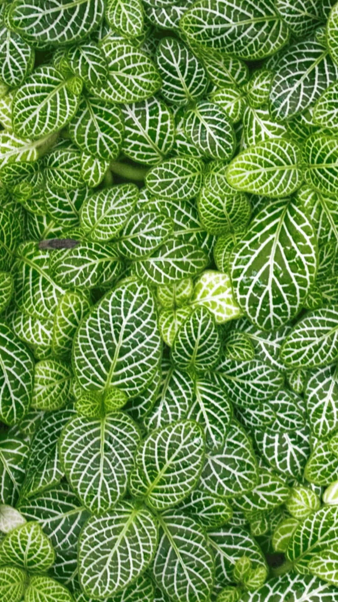 Green Phone 桌布 壁紙 — 密集嘅特寫，展示充滿活力嘅綠色葉片，帶有複雜嘅白色葉脈圖案，營造出茂盛嘅自然質感。