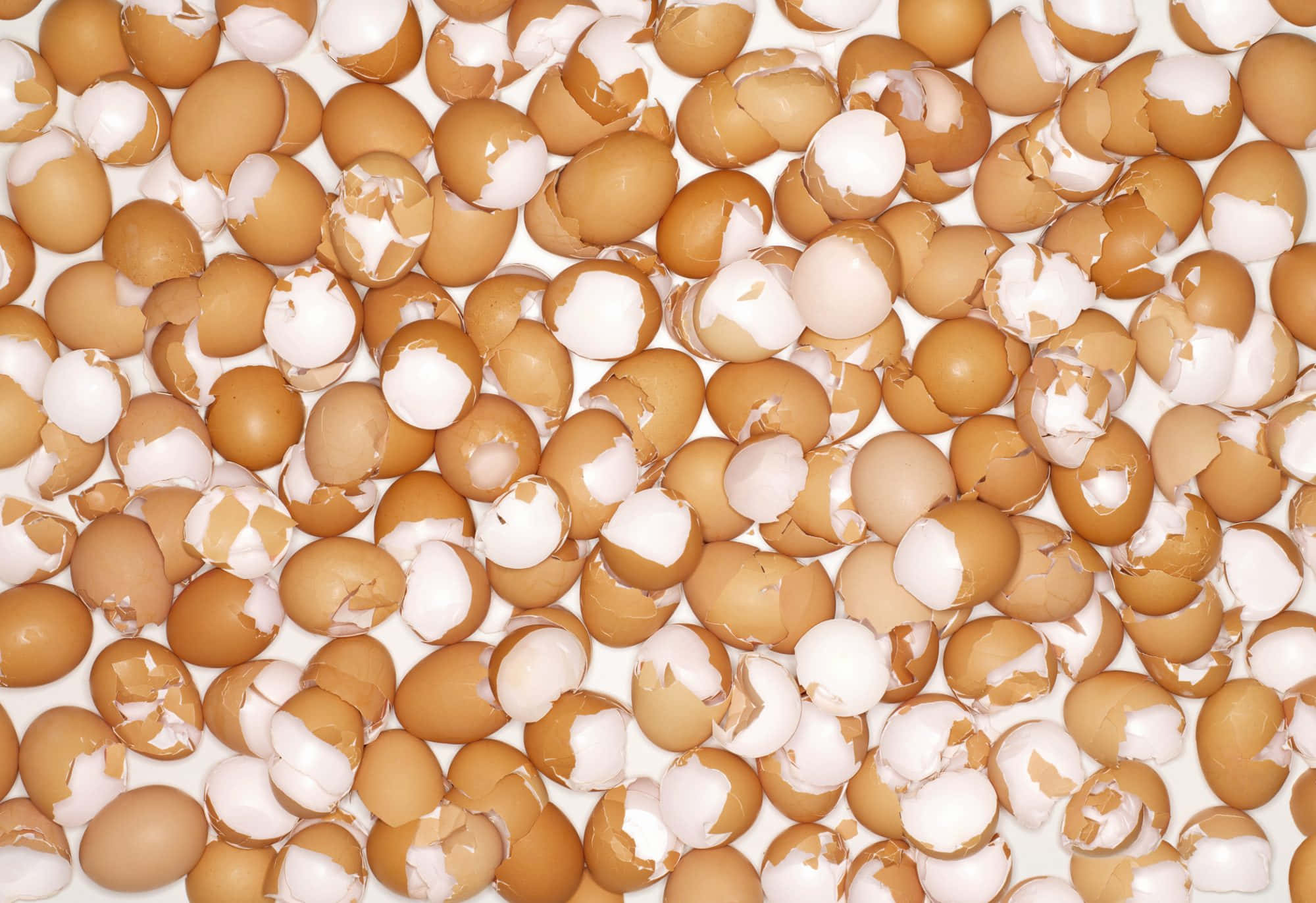 Eggshell 桌布 壁紙 — 密集嘅碎啡色蛋殼圖案，帶有白色薄膜，散落喺明亮嘅白色表面上。