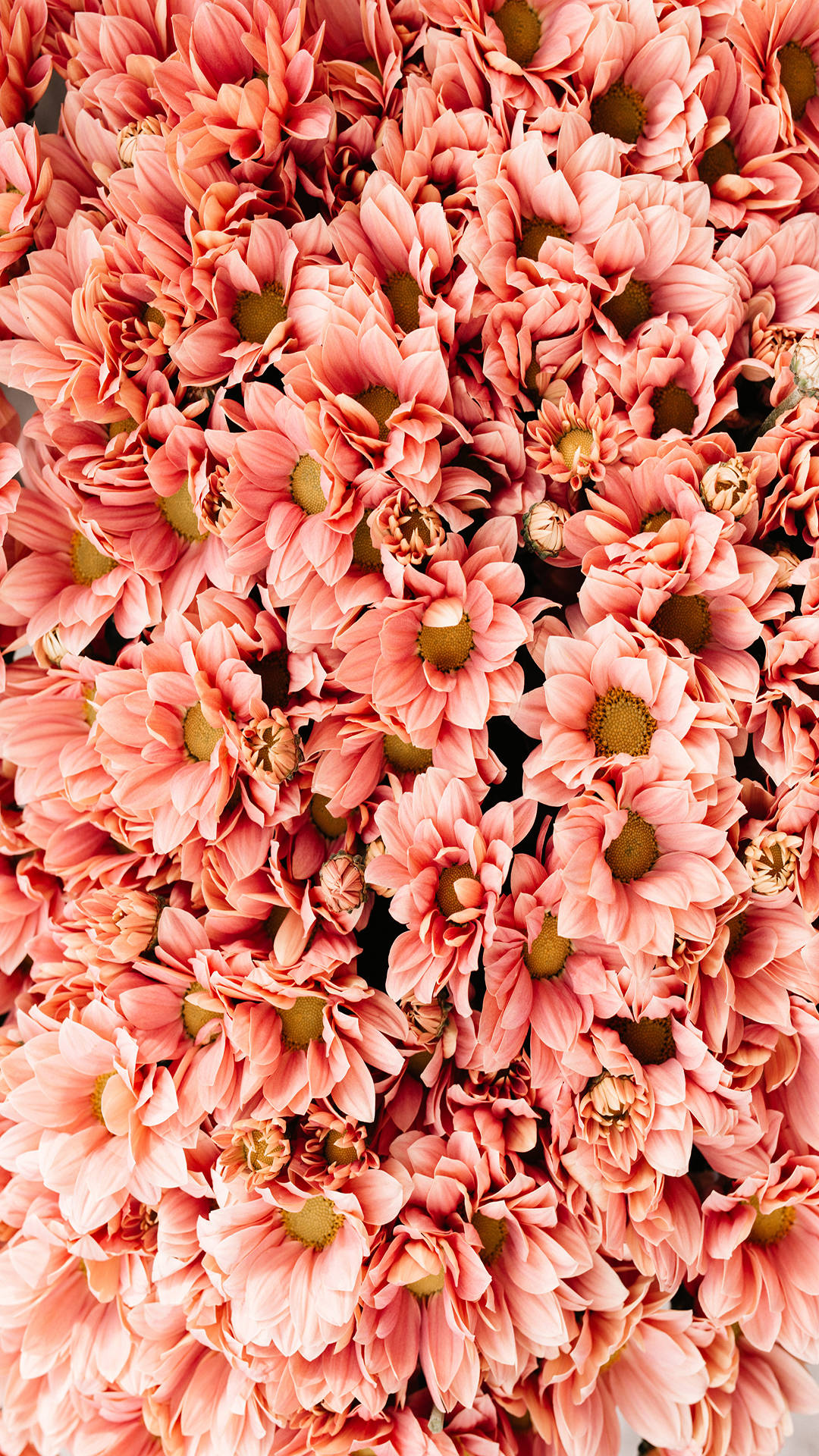 Chrysanthemum 桌布 壁紙 — 密集嘅軟珊瑚粉紅雛菊近鏡，綠色花心形成茂盛花卉圖案。