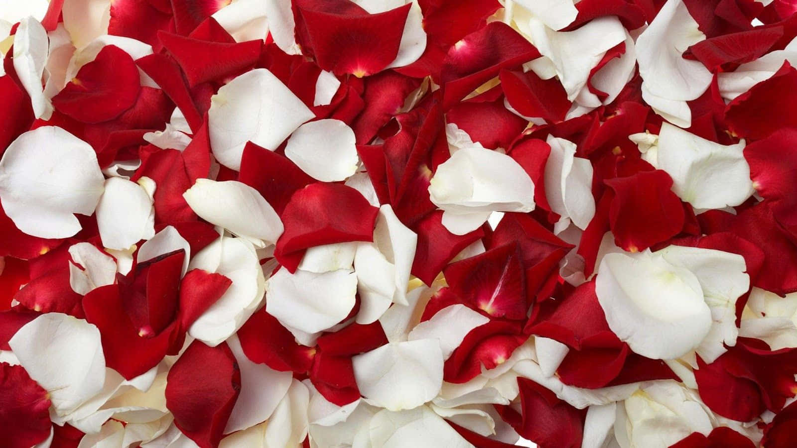 Rose Petal 桌布 壁紙 — 密集嘅鮮紅色同純白色玫瑰花瓣地毯，以柔和浪漫嘅圖案散落。