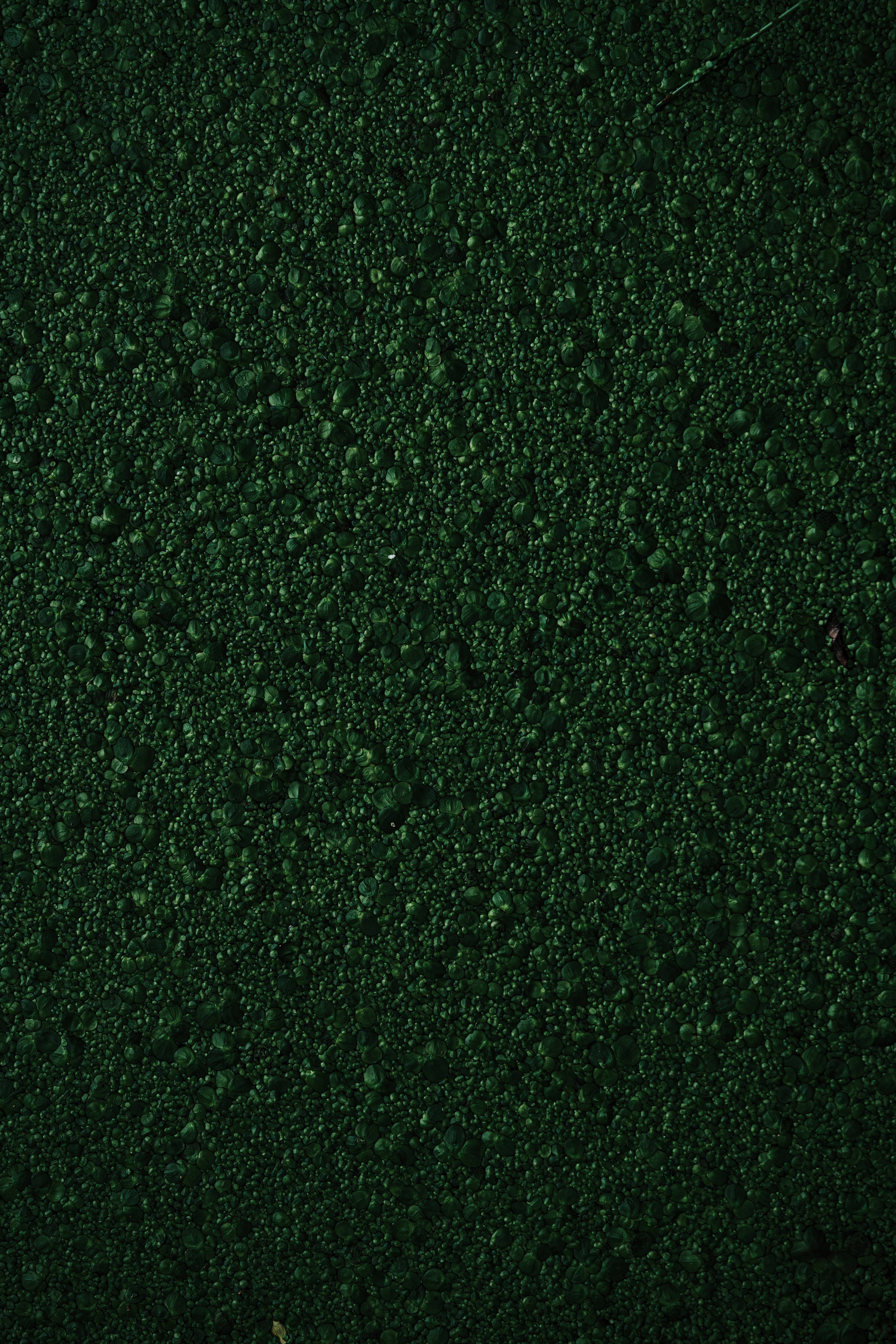 texture 桌布 壁紙 — 密集深綠色苔蘚覆蓋紋理表面的特寫，帶有微妙的色調變化和細小散落的碎屑。