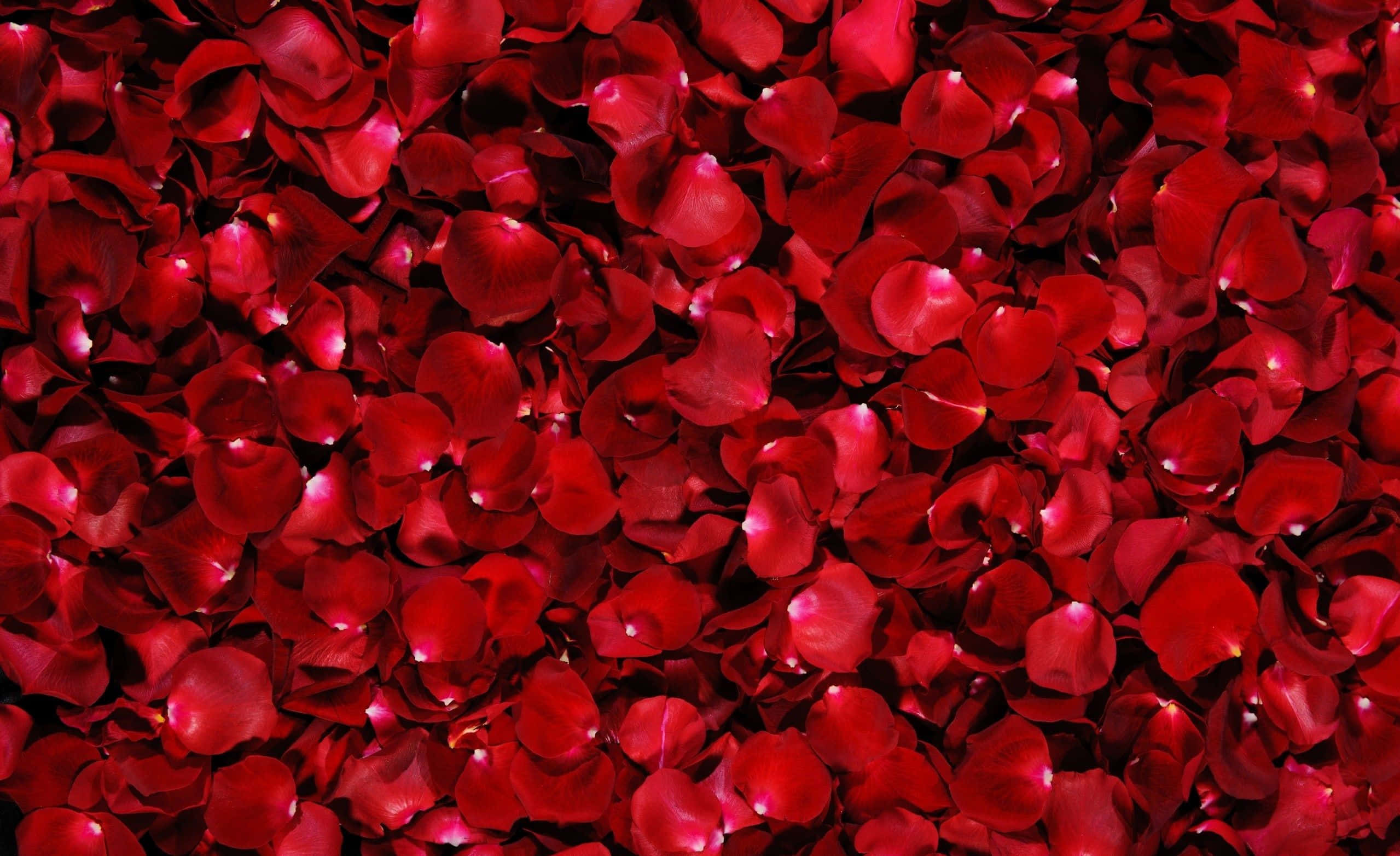 Rose Petal 桌布 壁紙 — 密集的鮮紅色玫瑰花瓣在柔和光線下閃閃發光，營造出浪漫而奢華的質感。