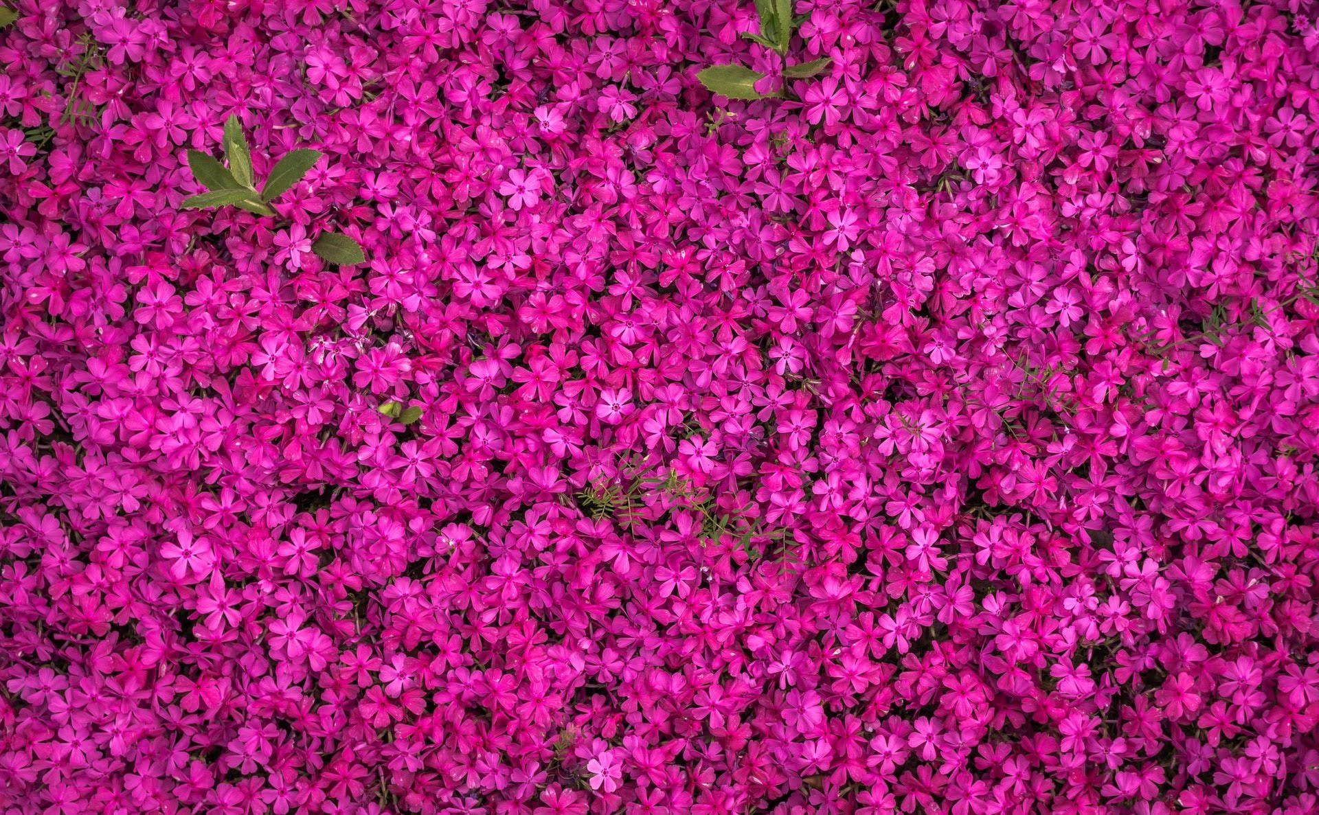 Flowers 桌布 壁紙 — 密集的鮮豔洋紅色花朵地毯，散落著綠色葉片，營造出生動的自然紋理。