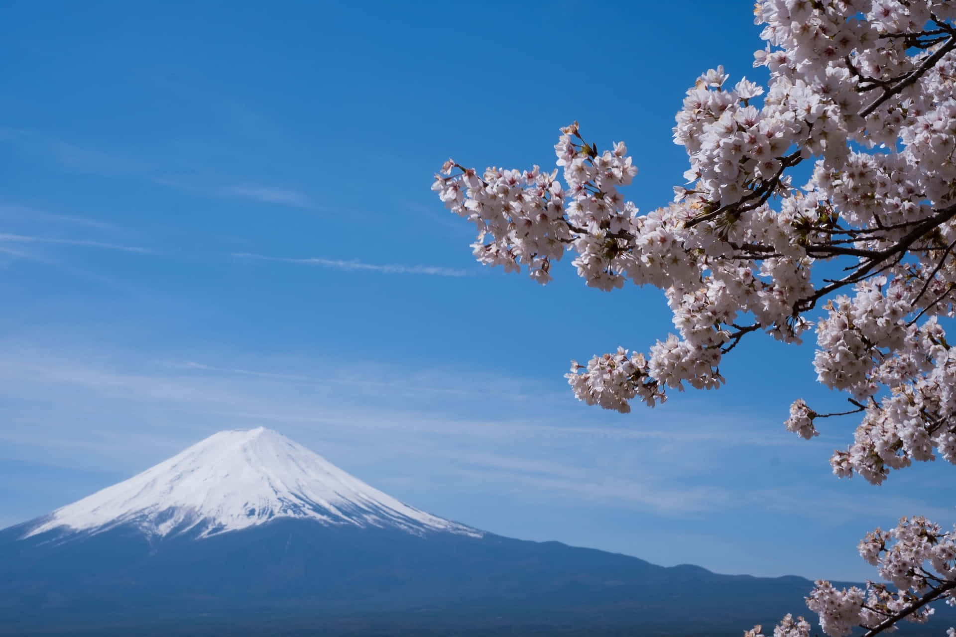 櫻花框住了白雪覆蓋的富士山在清澈藍天下的景色。
