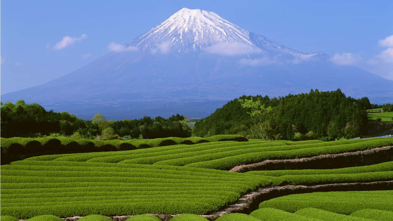 富士山日出 壁紙 — 白雪覆蓋的富士山在晴朗的藍天下，雄偉地聳立在充滿活力的綠色茶園梯田之後。