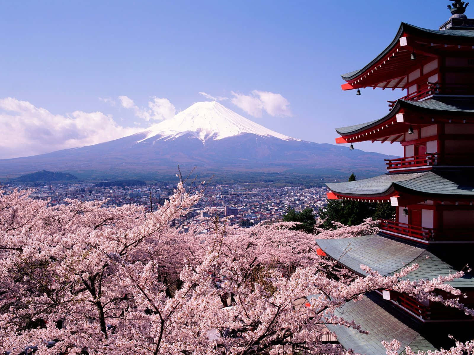 粉紅色的櫻花環繞著一座紅色寺廟，背景是富士山。